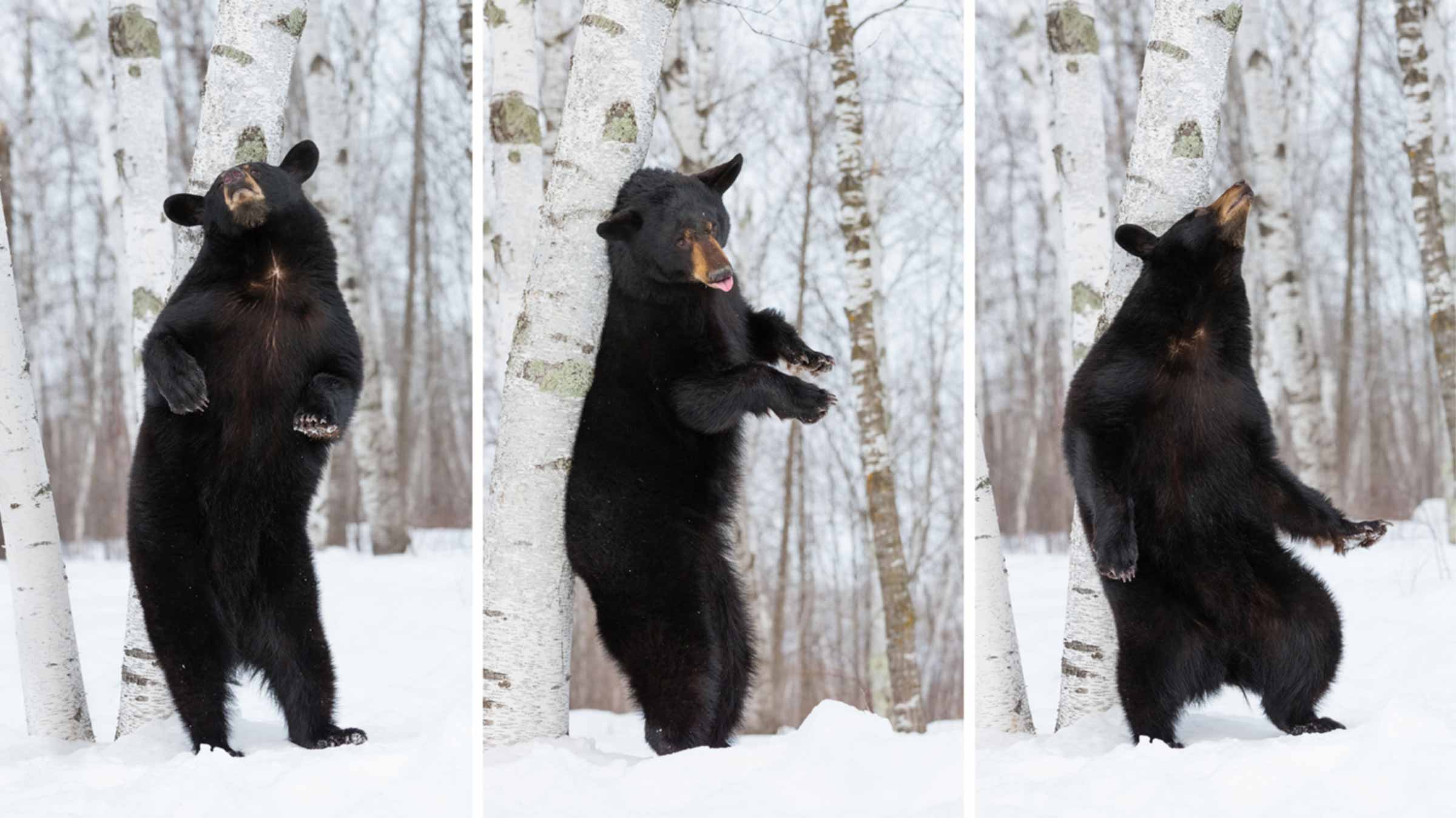 Black bear scratching its back on a tree in snowy forest
