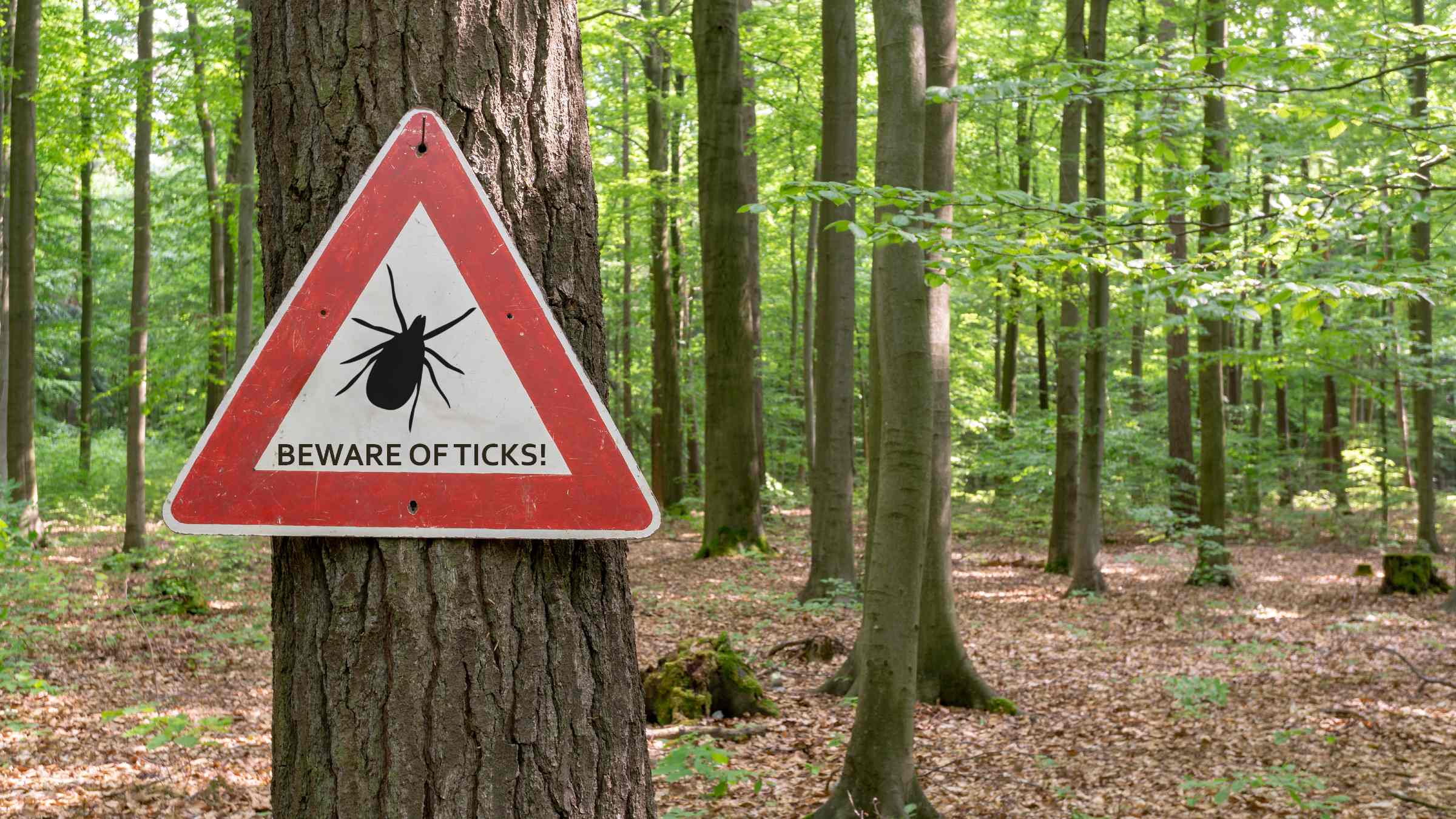 Sign on a tree in the forest: Beware of Ticks!