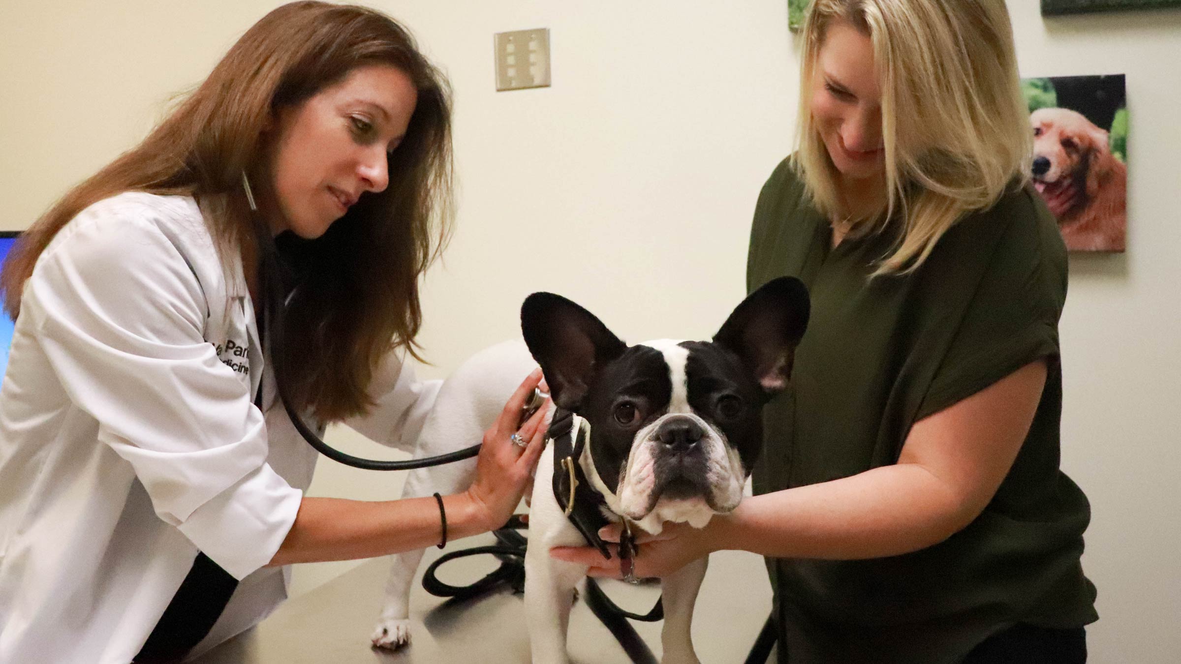 Veterinarian listening to a dogs heart