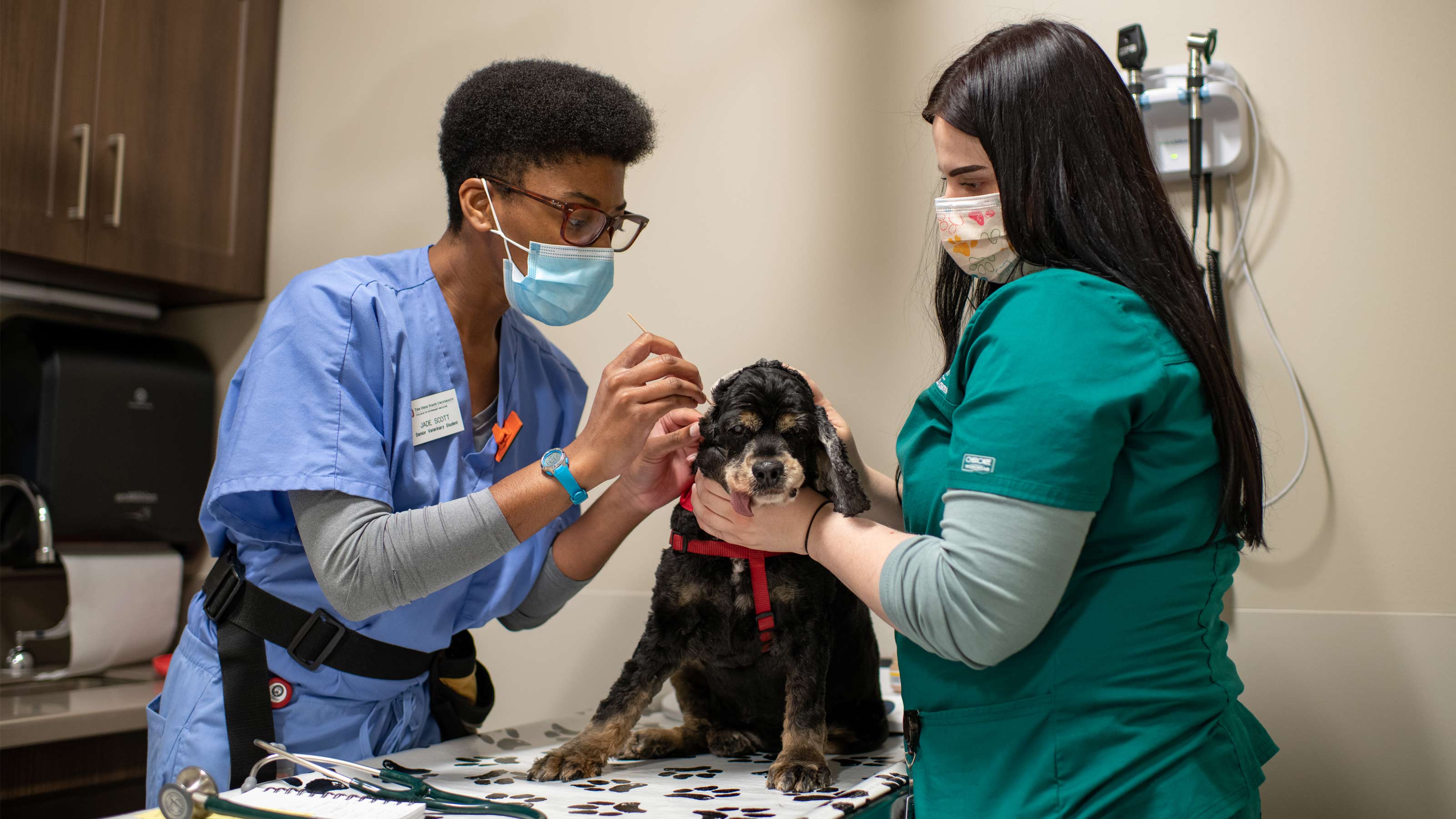Two Ohio State veterinary students examining a small dog in a vet's office.