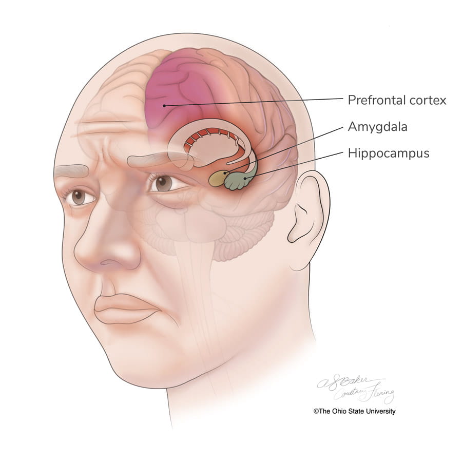 Illustration of brain and sections