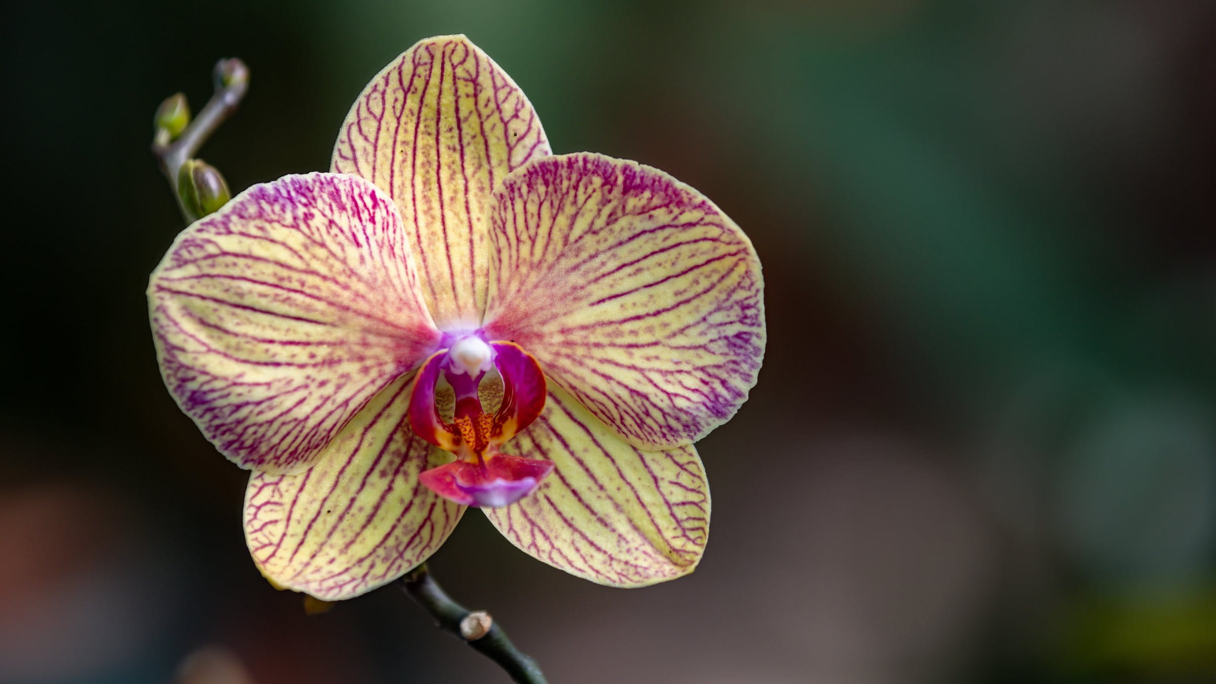 Close up of a yellow and fuchsia orchid