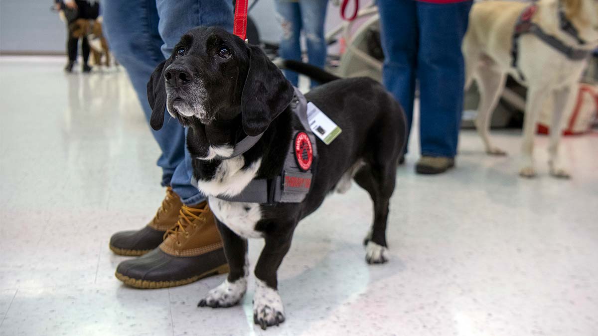 Dexter with his owner at a Buckeye Paws training event