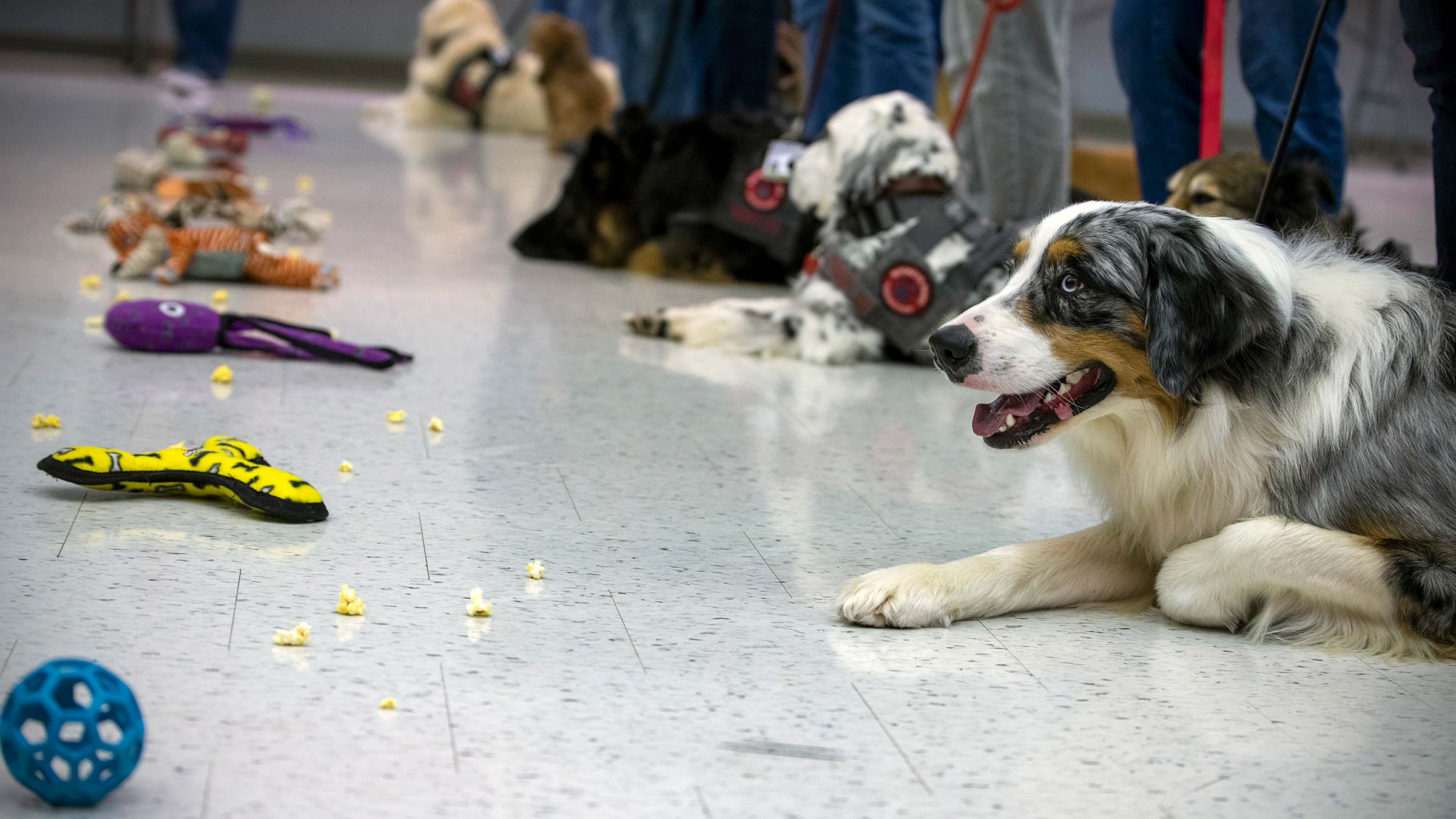 Buckeye Paws dogs in training with food and toys in front of them