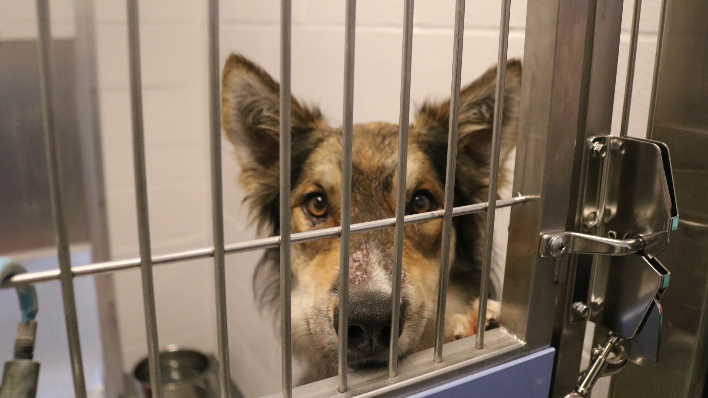 A dog in an animal shelter