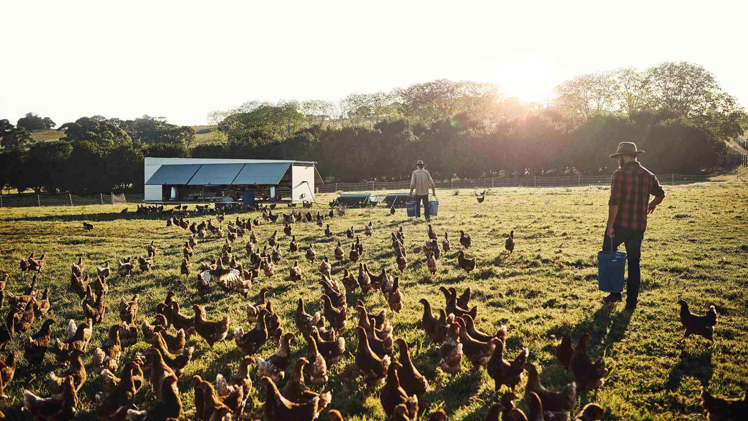 Workers at a chicken farm