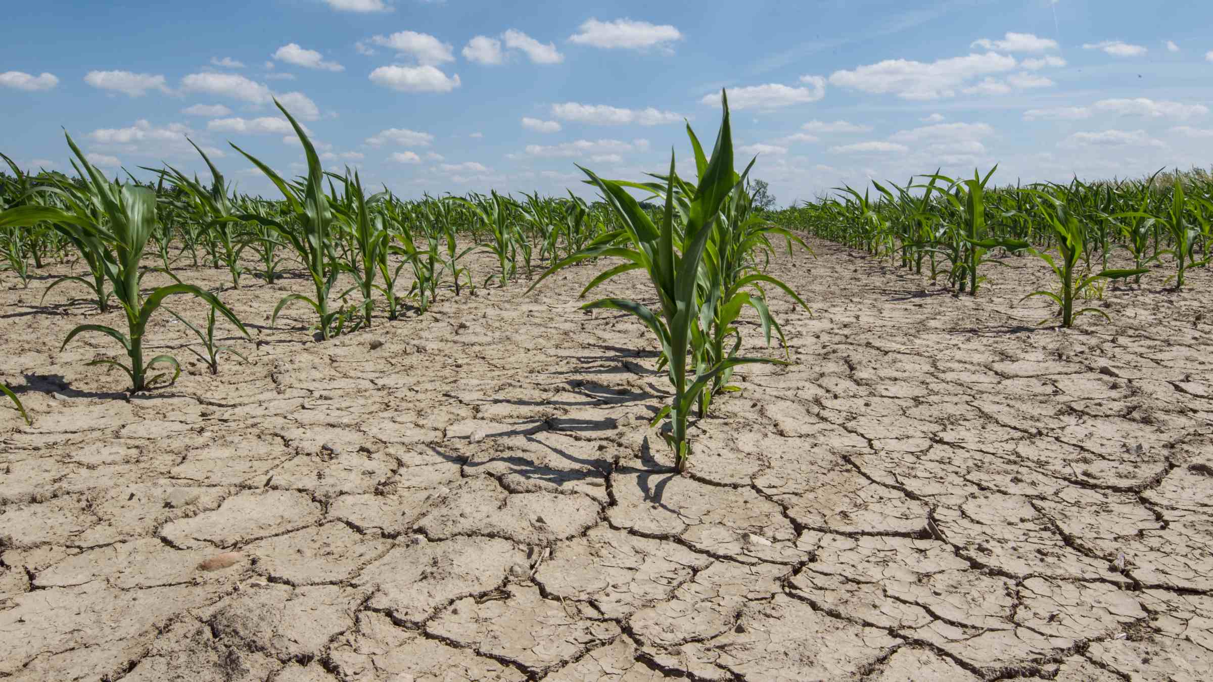 Young corn plants in dry cracked soil