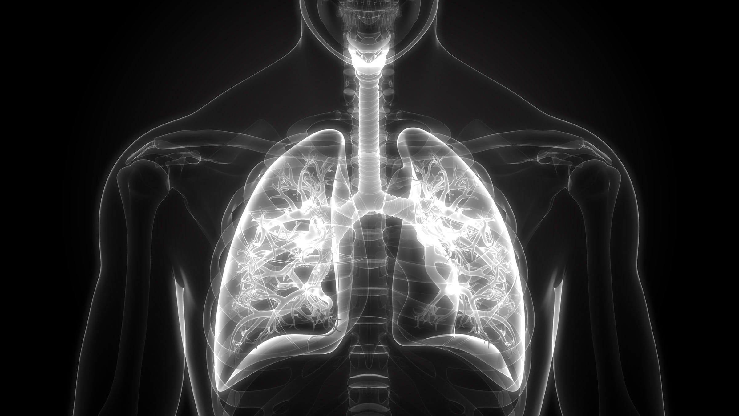 3D rendering of lungs