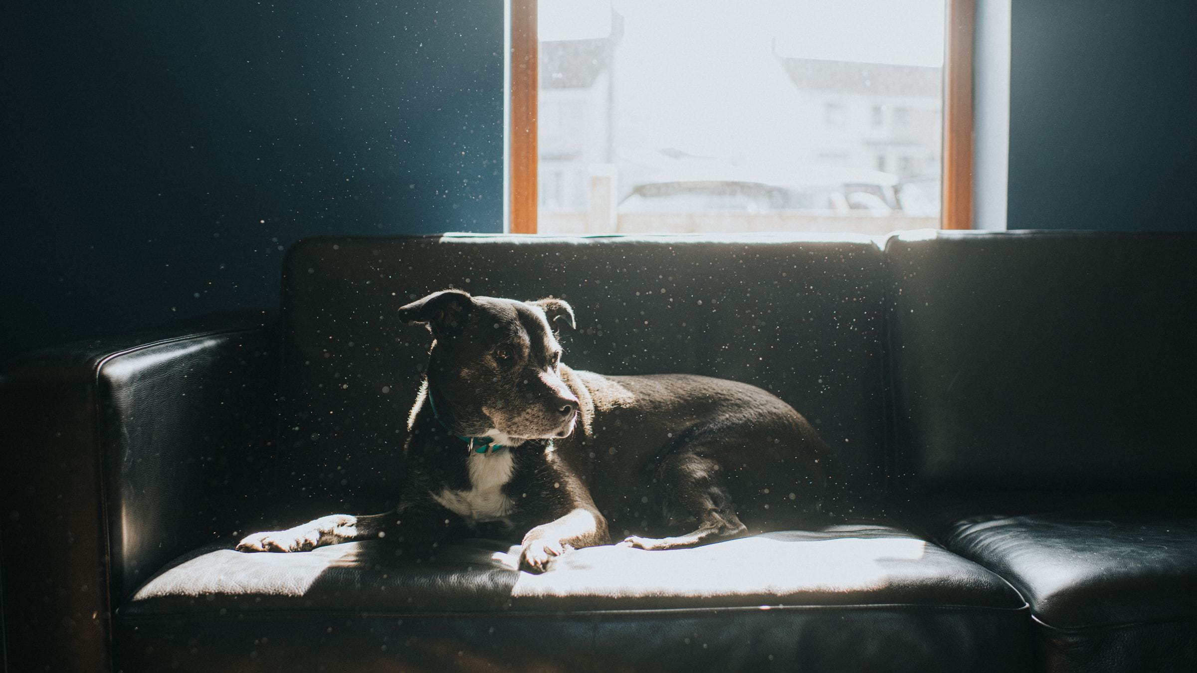 Dog lying on a couch