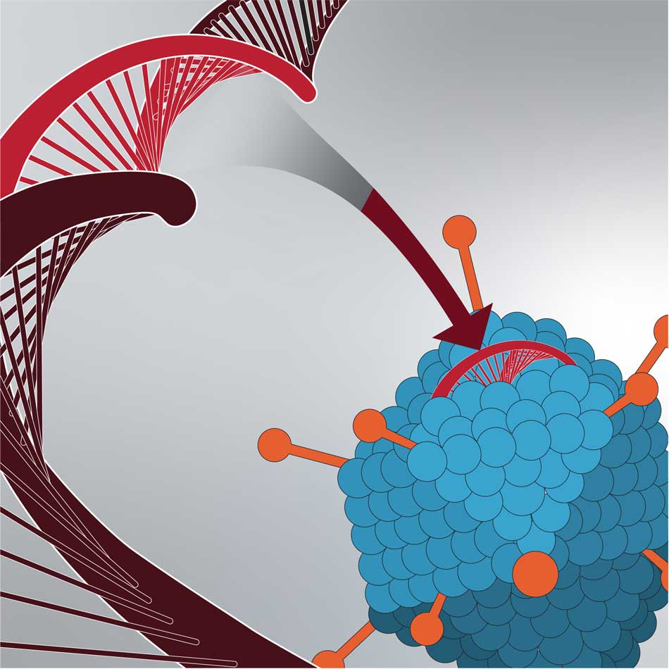 Modified DNA is injected into a vector to deliver modified DNA to the cell