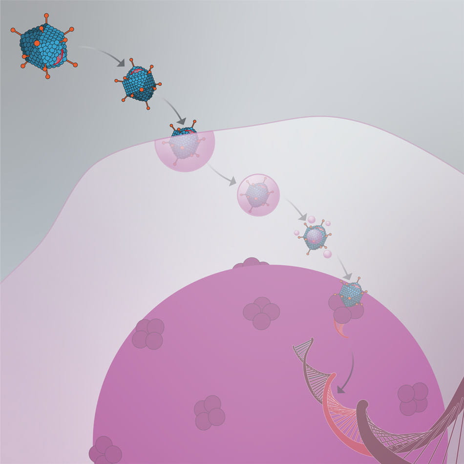 The vector attaches to the cell and releases the new gene into the cell’s nucleus