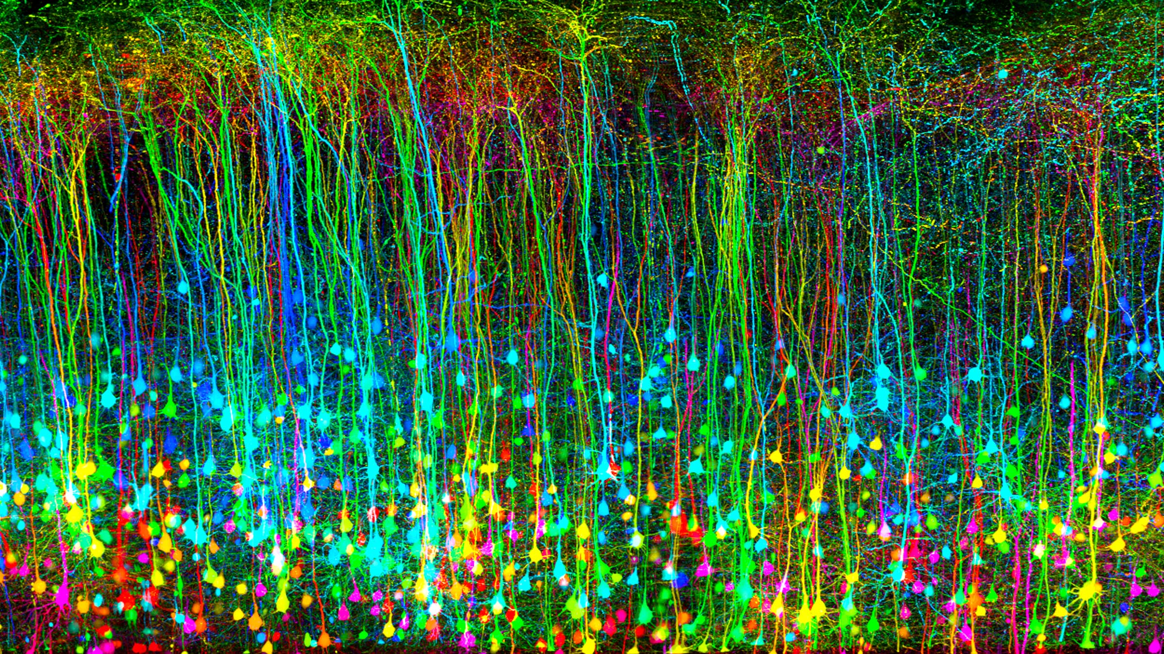 Microimaging of brain tissue after traumatic brain injury