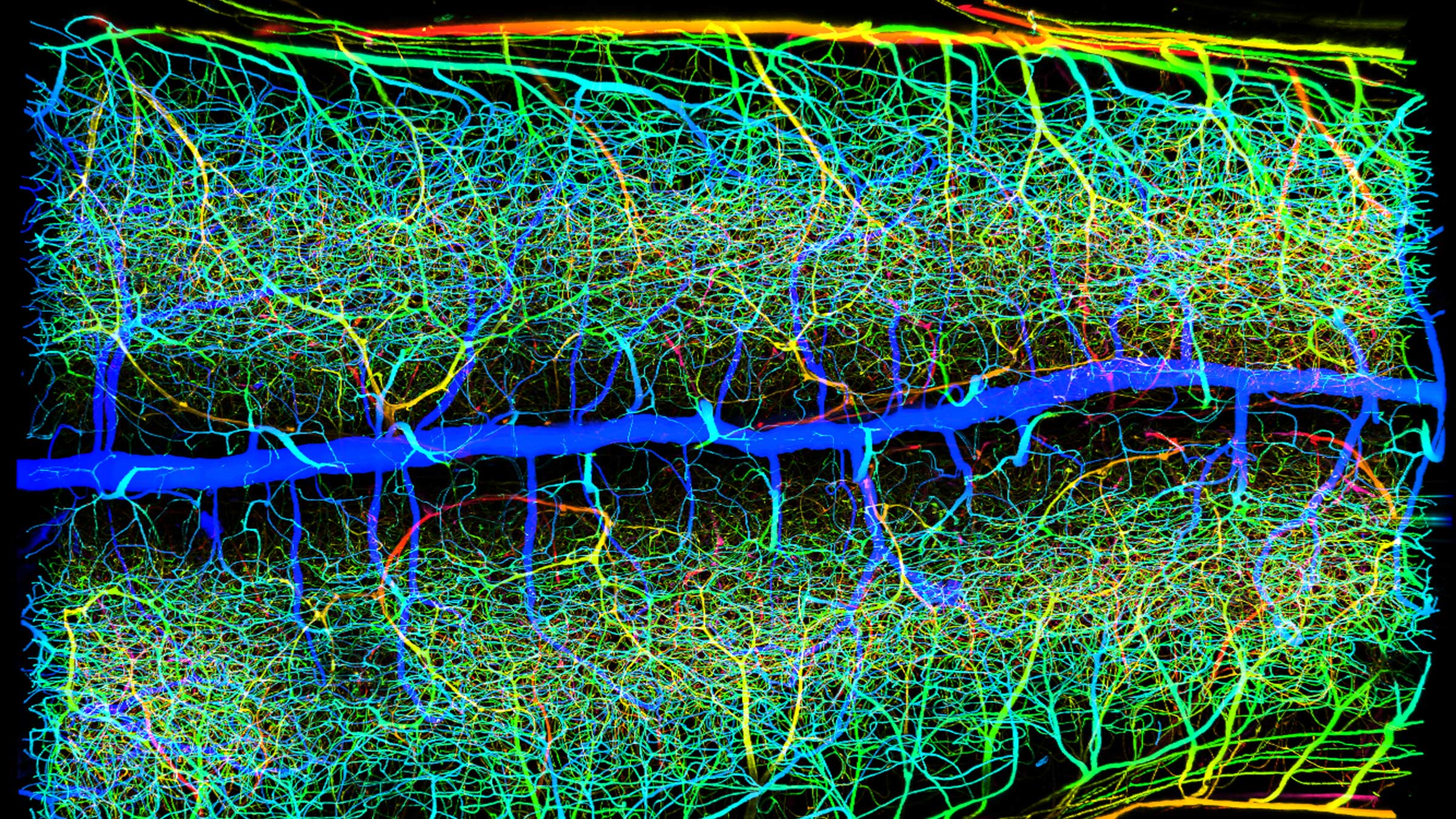 Microimaging of the vasculature network in the spinal cord of an adult mouse