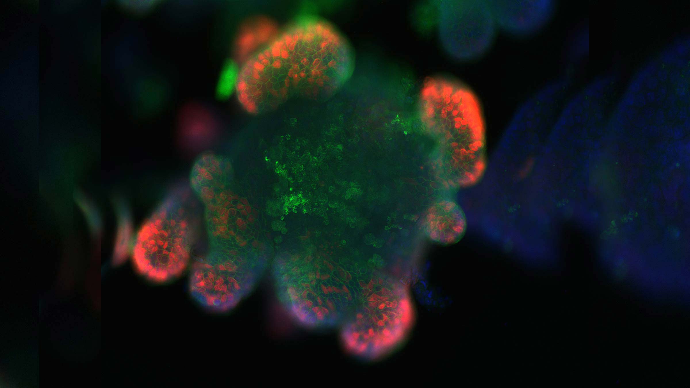 Microimaging of intestinal cells