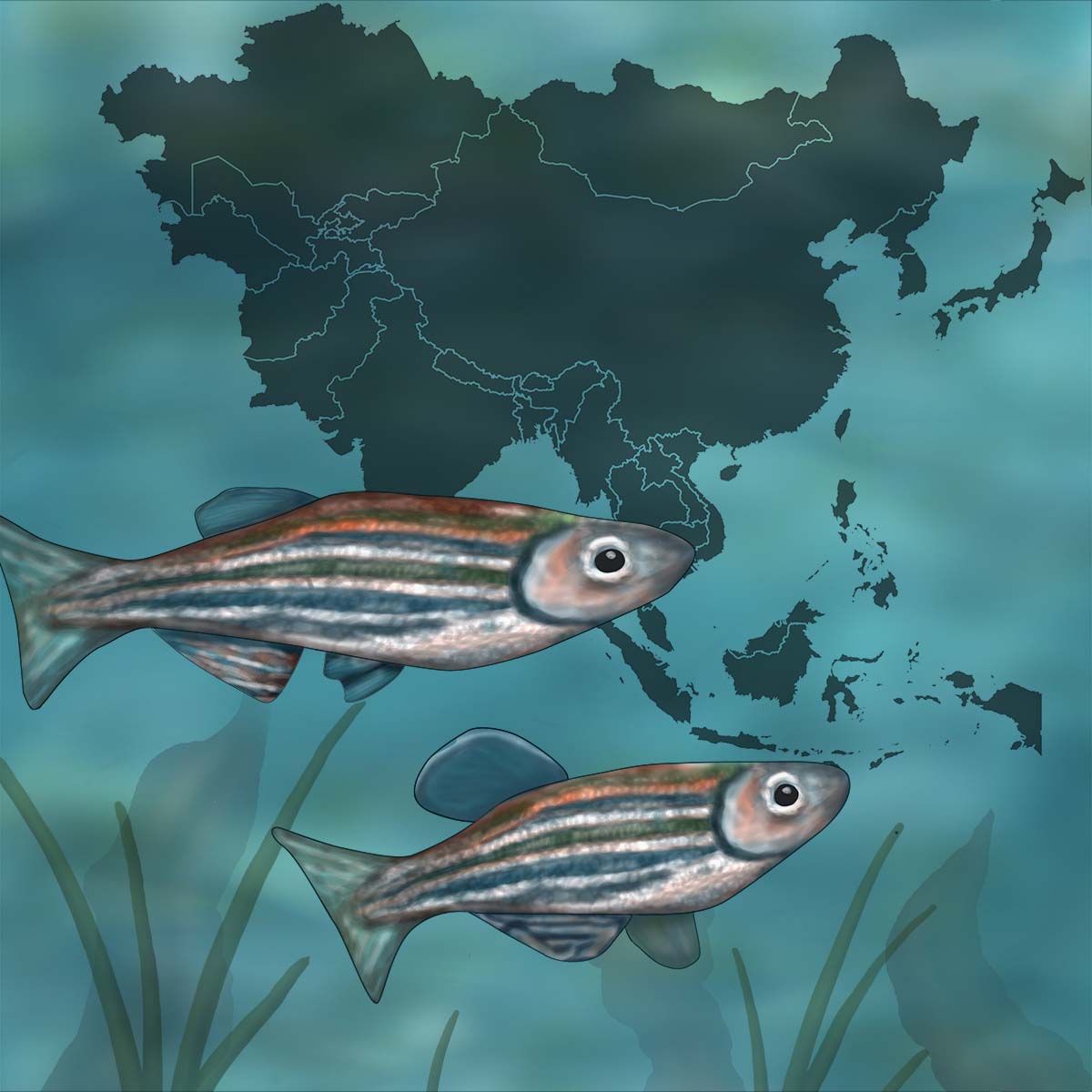 Illustration of zebrafish over a map