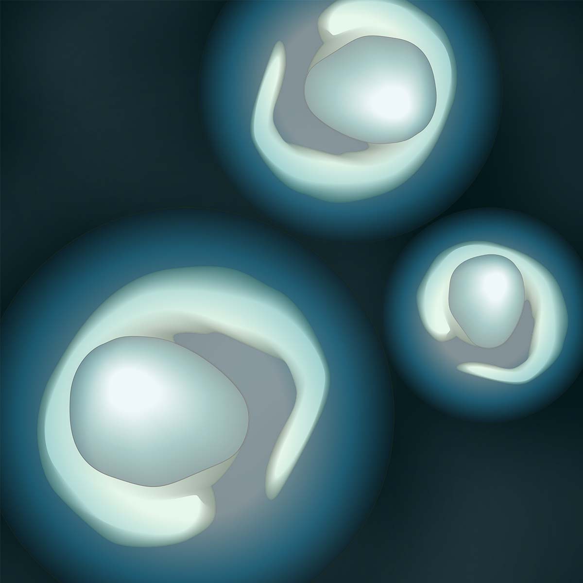 Illustration of zebrafish embryos