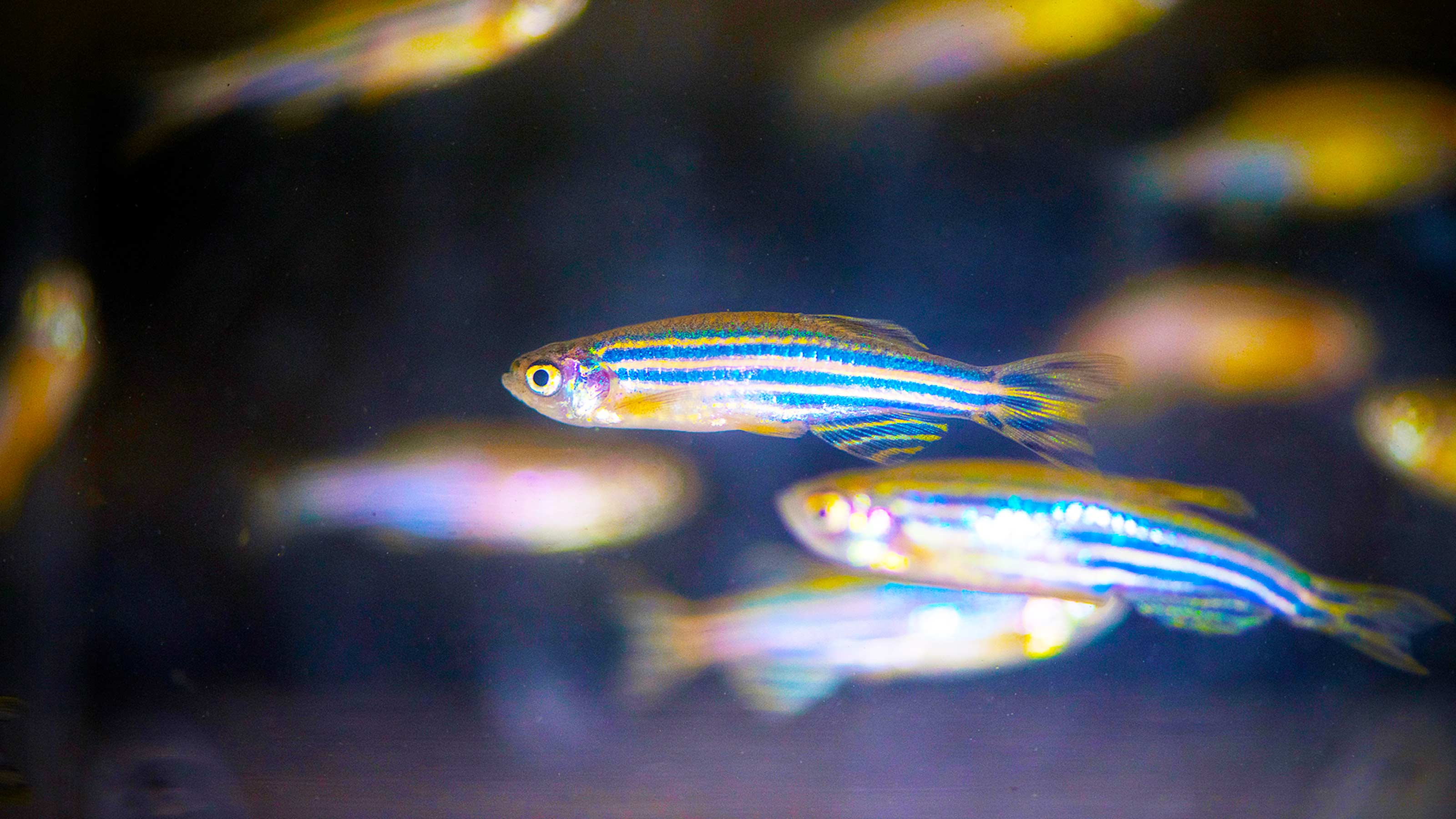 The scientific wonders of zebrafish for biomedical research