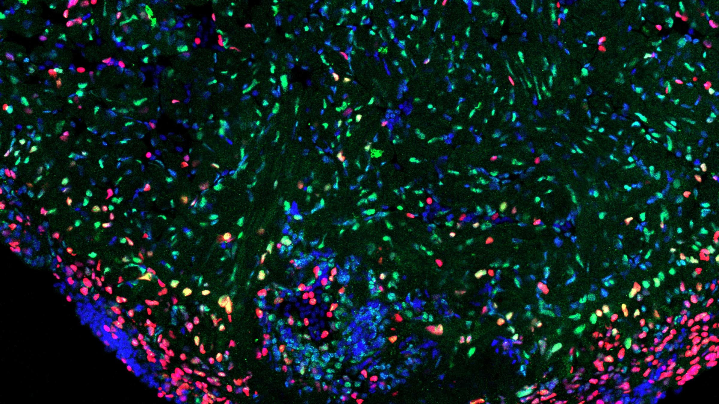 zebrafish phd thesis microscopic image of zebrafish cells