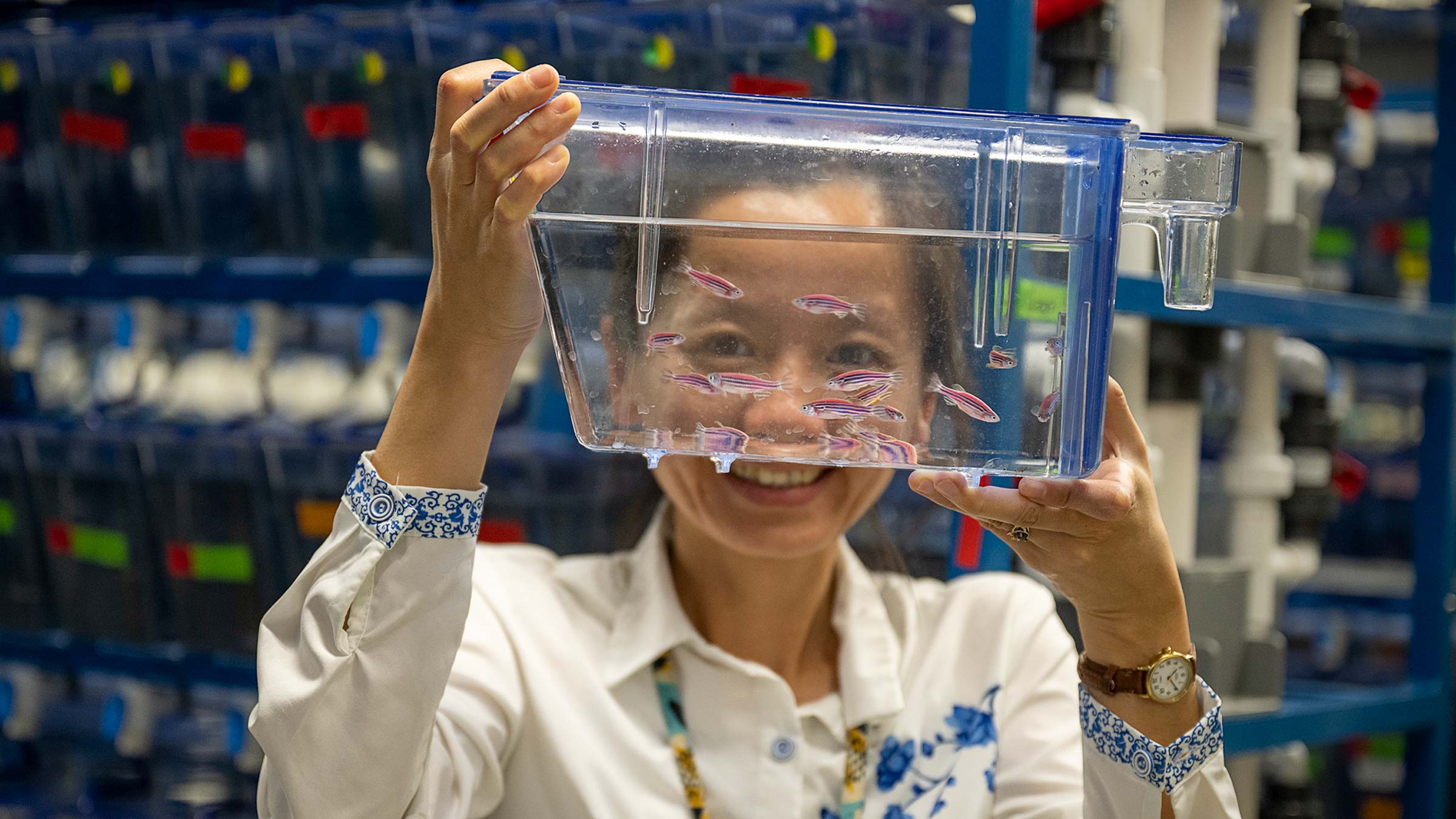 Researcher holding a tank of zebrafish