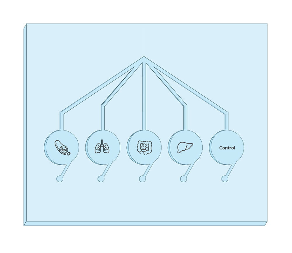 Graphic illustration of organ on a chip