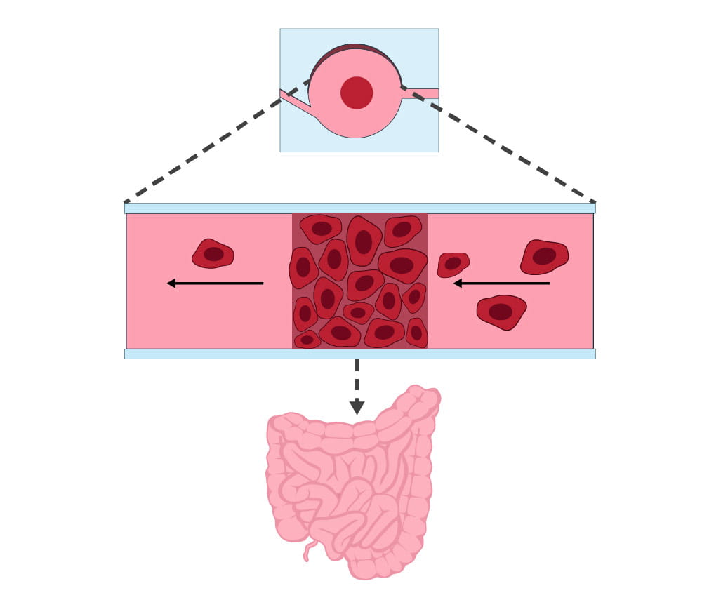 Cellular movement illustration