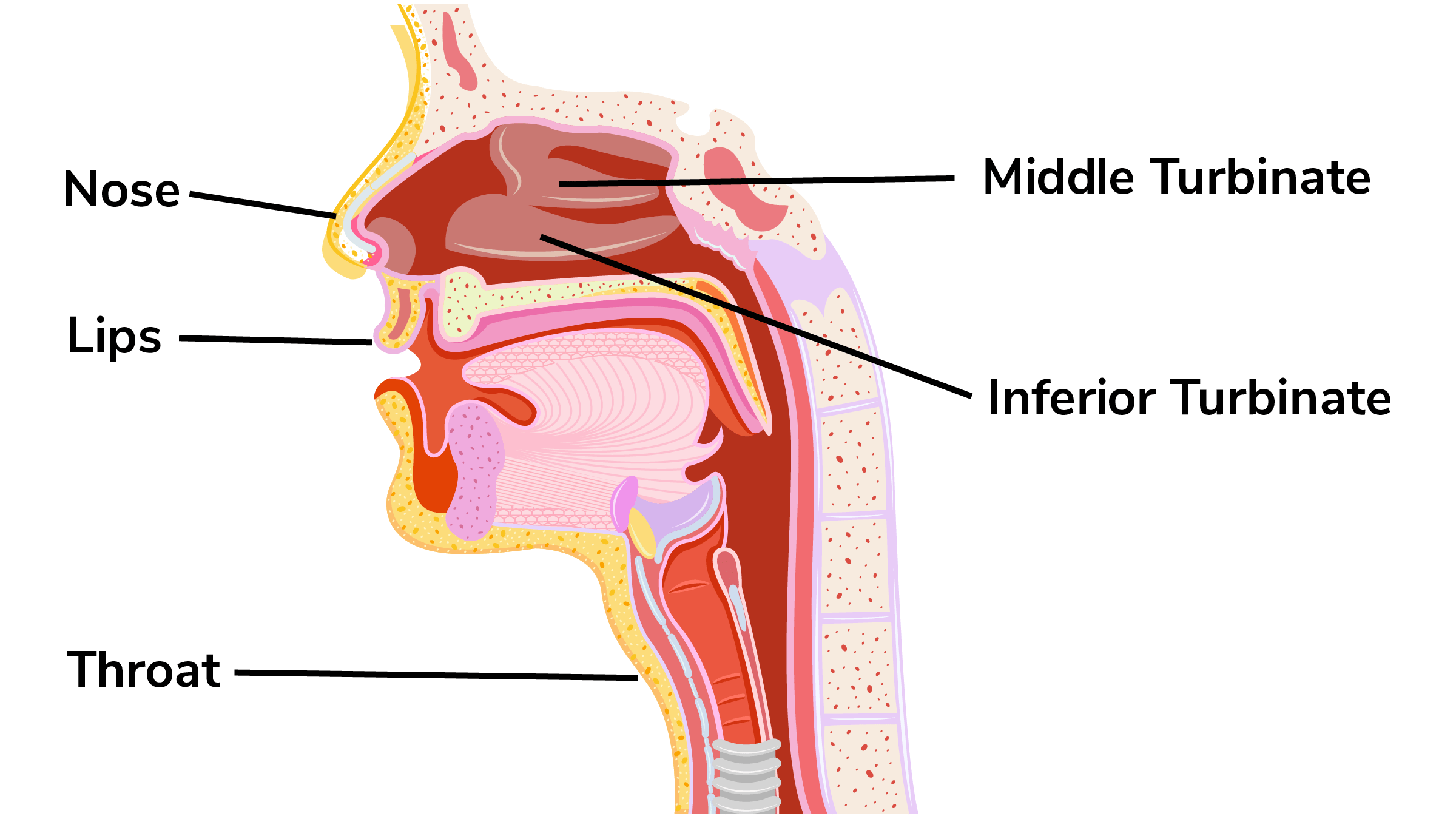 What Is Pregnancy Nose Ohio State Health Discovery