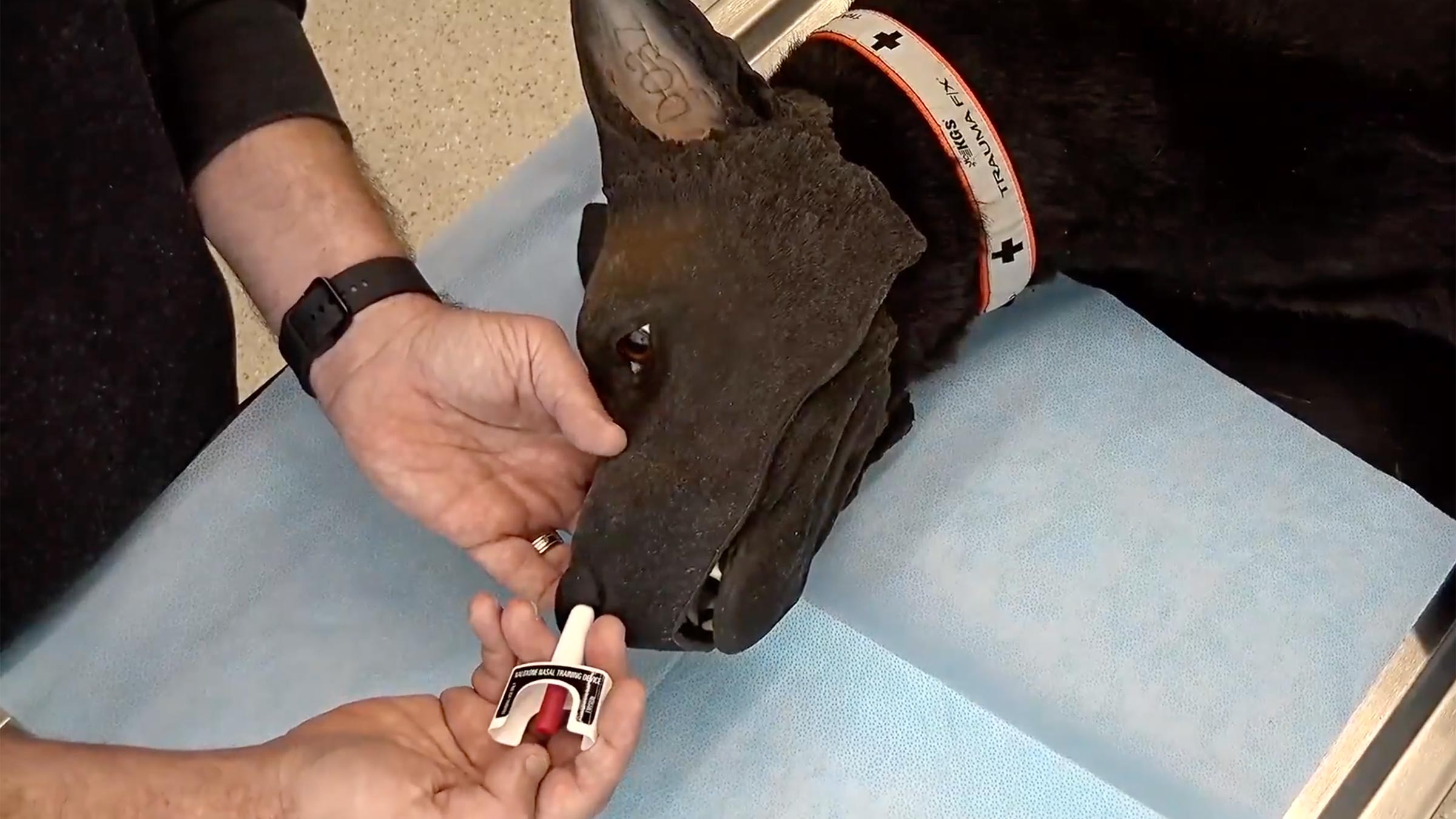 A dog being given Narcan by a veterinarian
