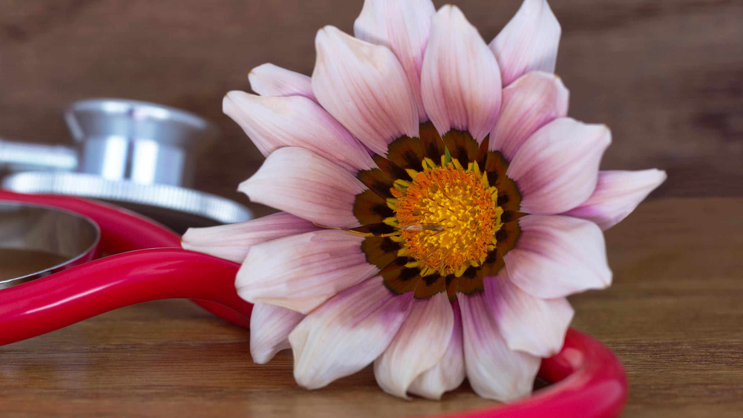 A pink daisy and a red stethoscope