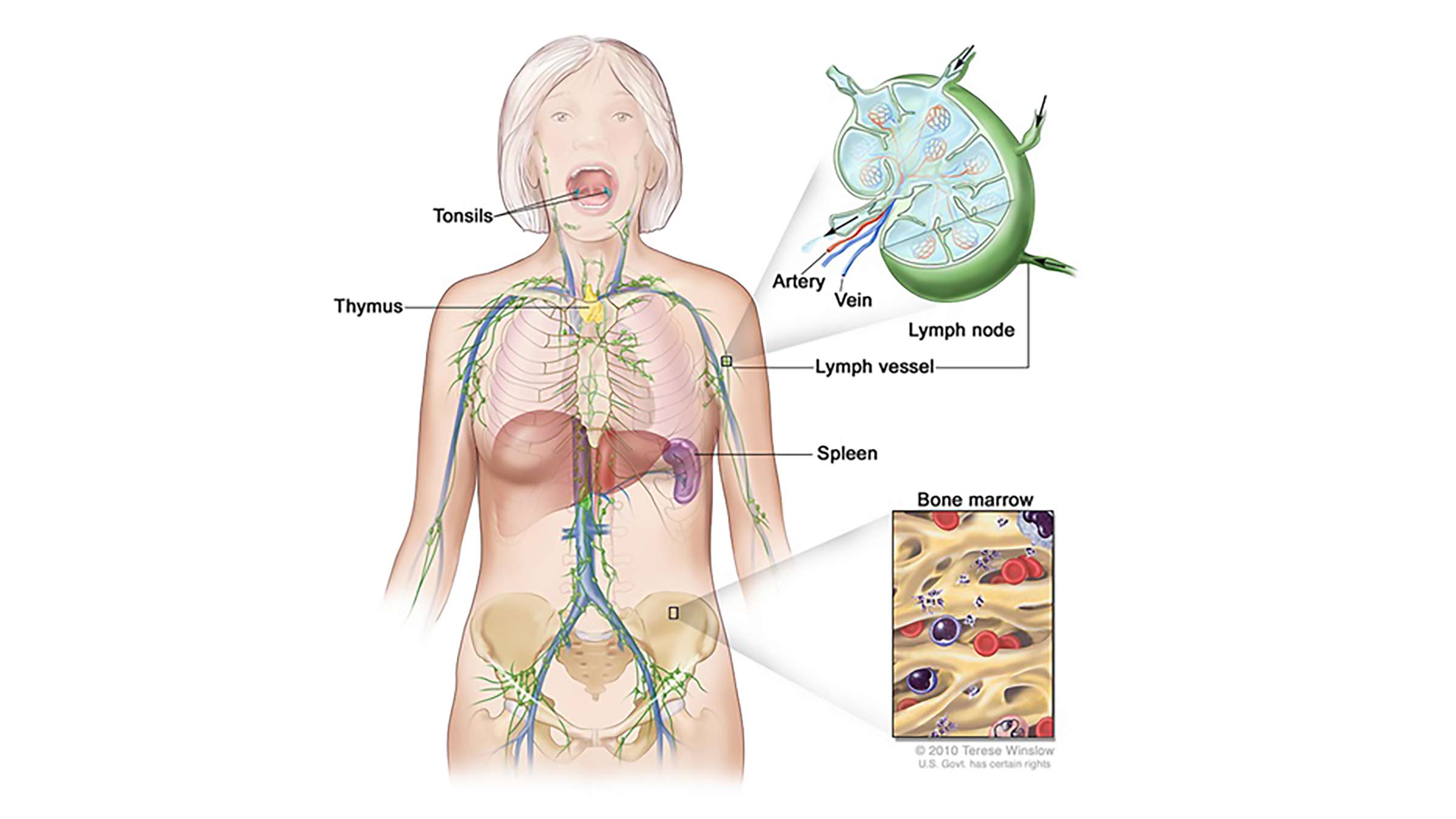 Lymphatic system illustration