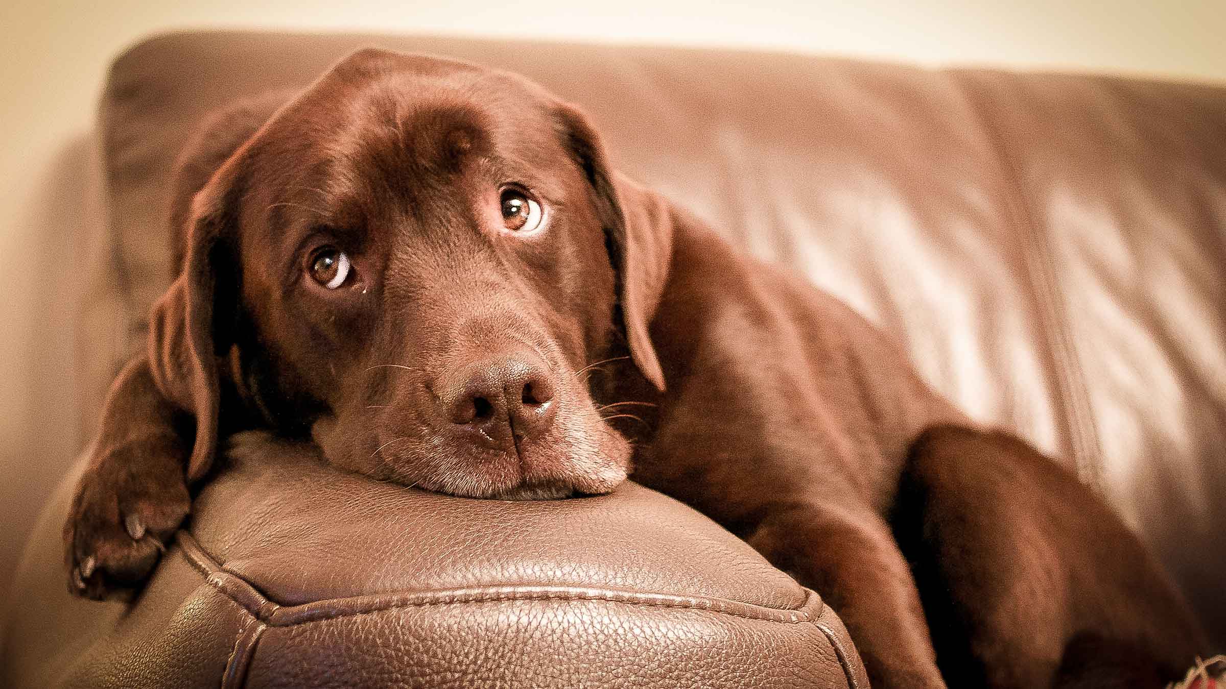 Chocolate Labrador laying on the arm of a couch with sad eyes