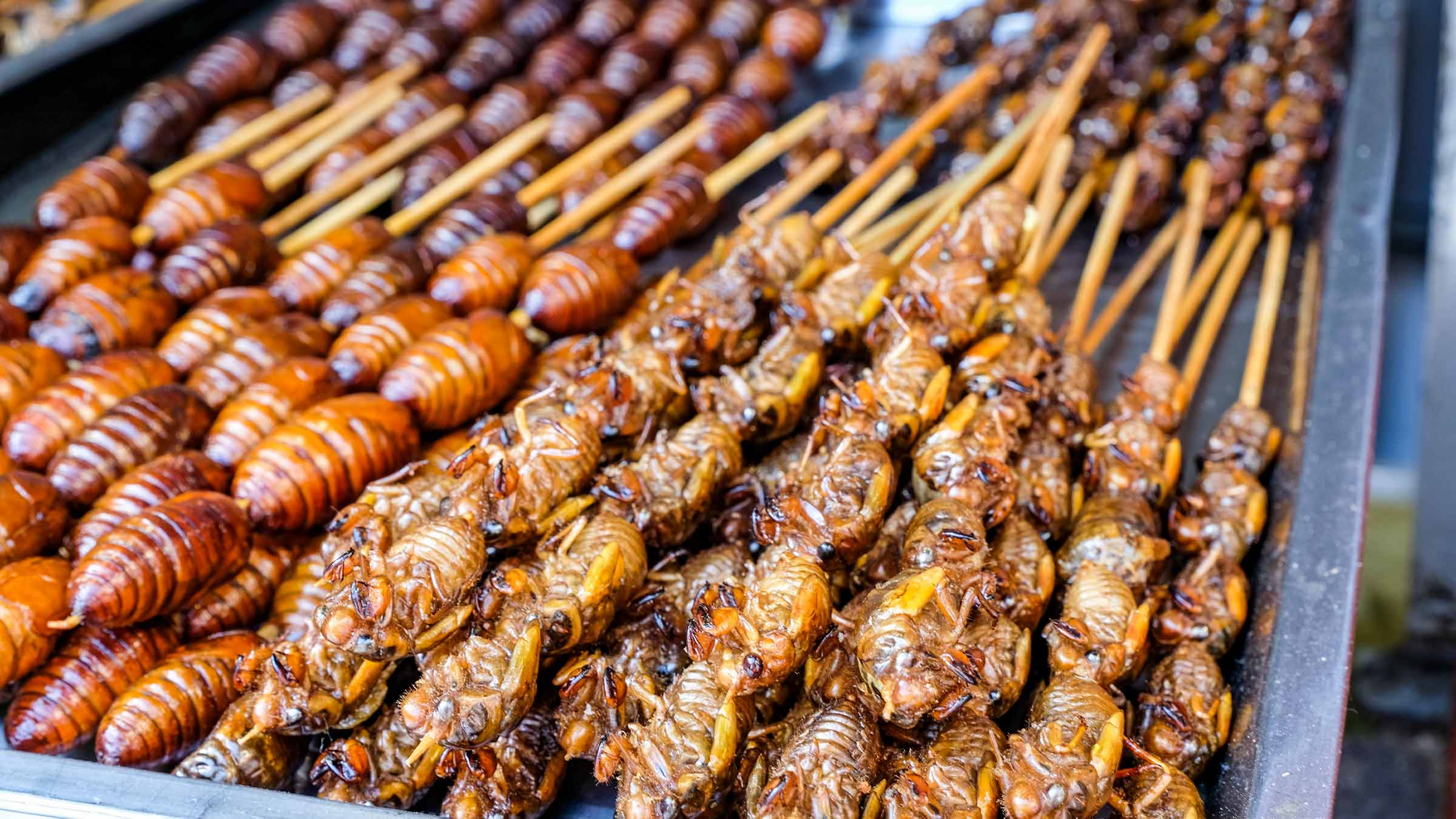 Fried cicadas on a skewer