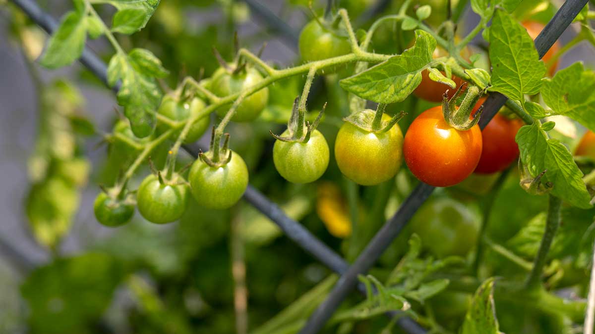 Healthier diet for cancer patients Ohio State Health & Discovery