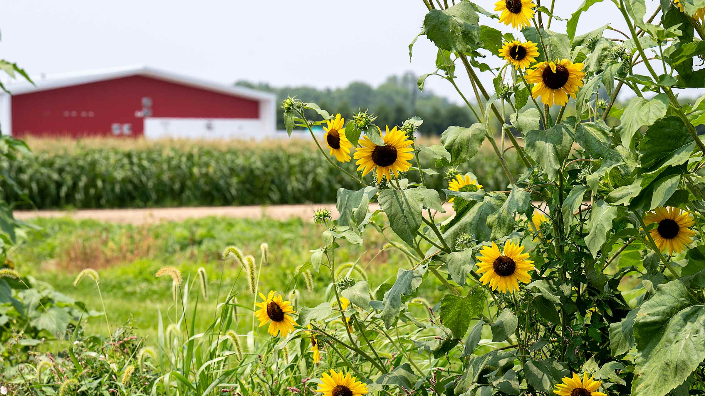 Sunflowers at Ohio State’s Garden of Hope