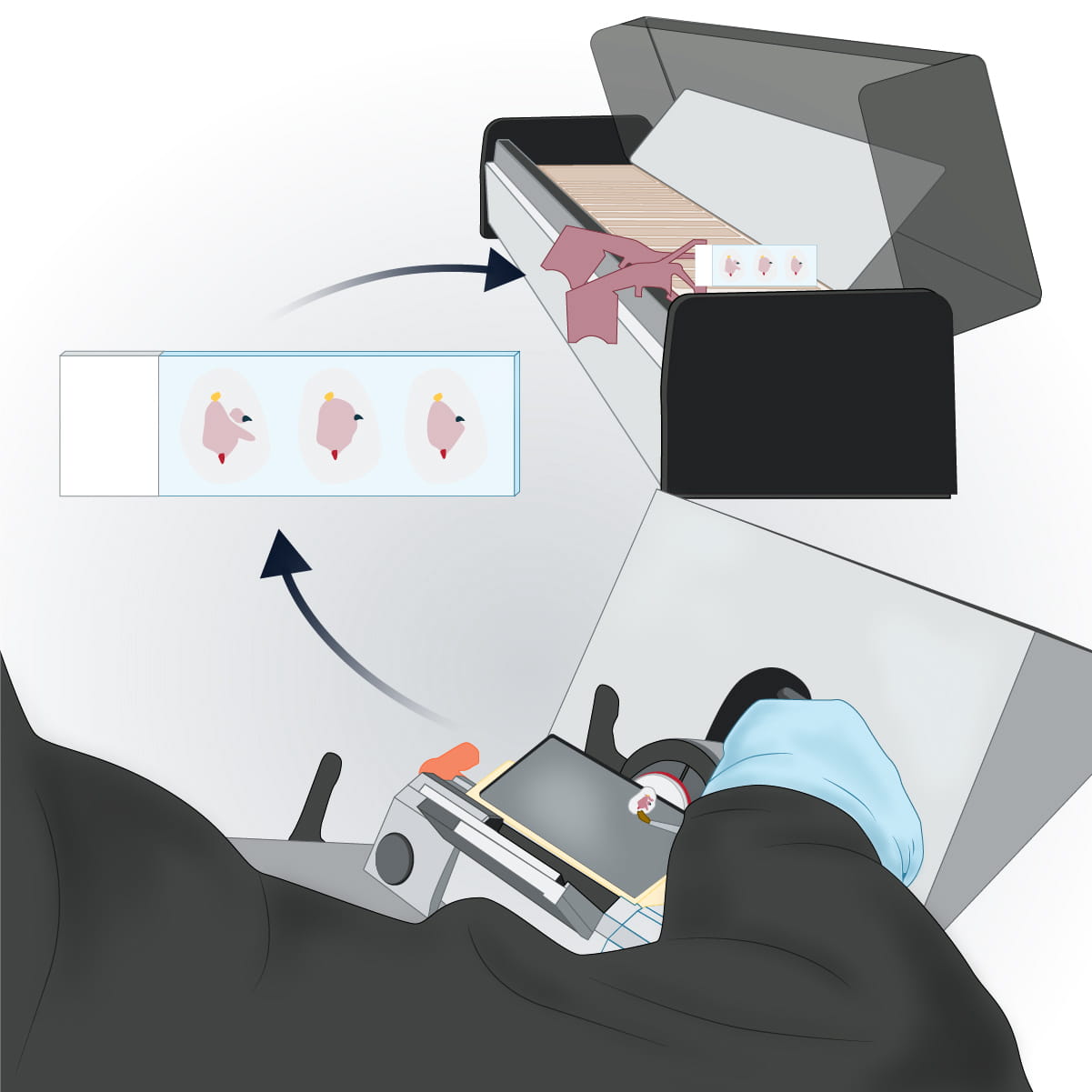 An illustration of placing samples on slides