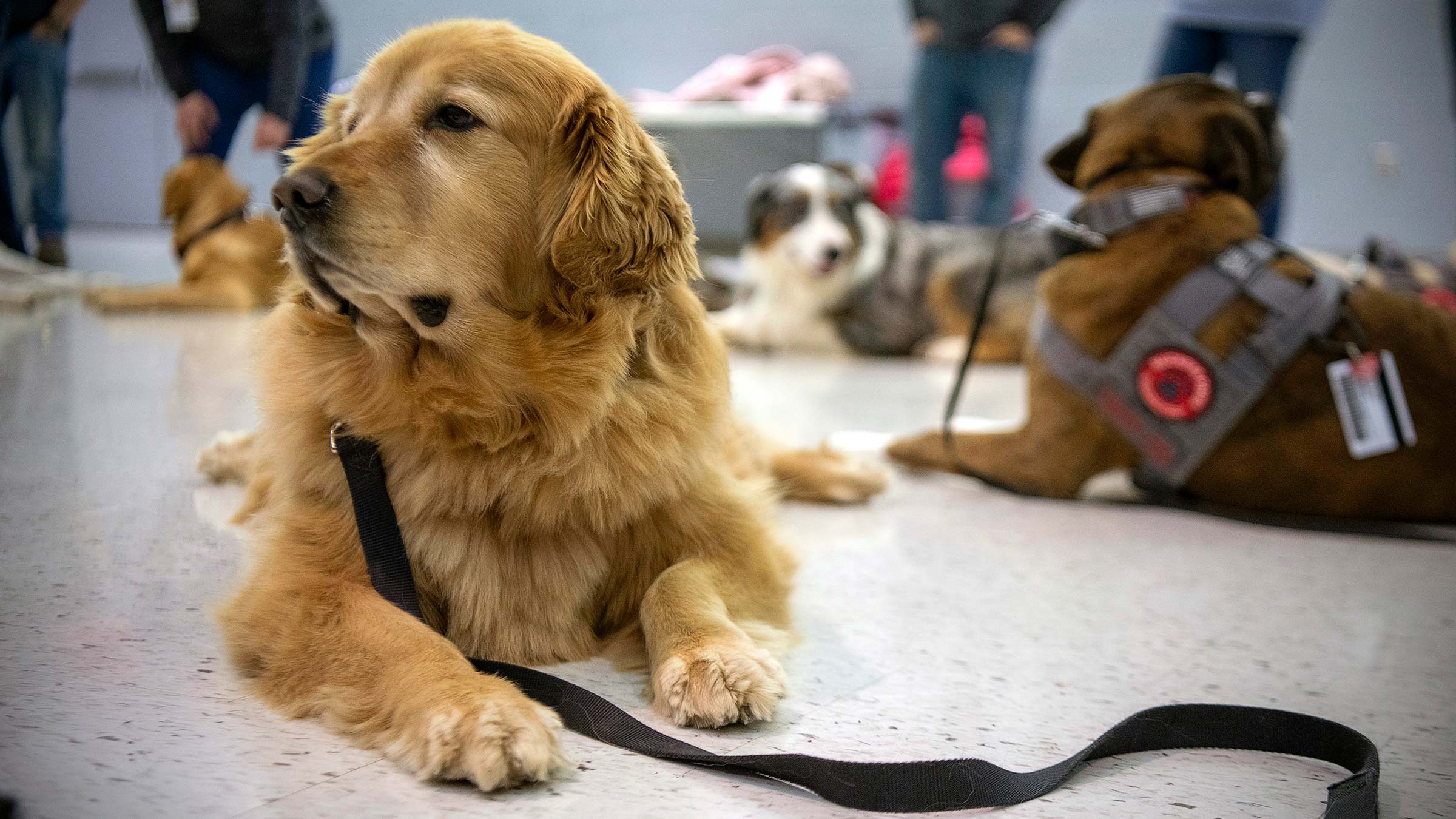 Buckeye Paws dogs at a training event