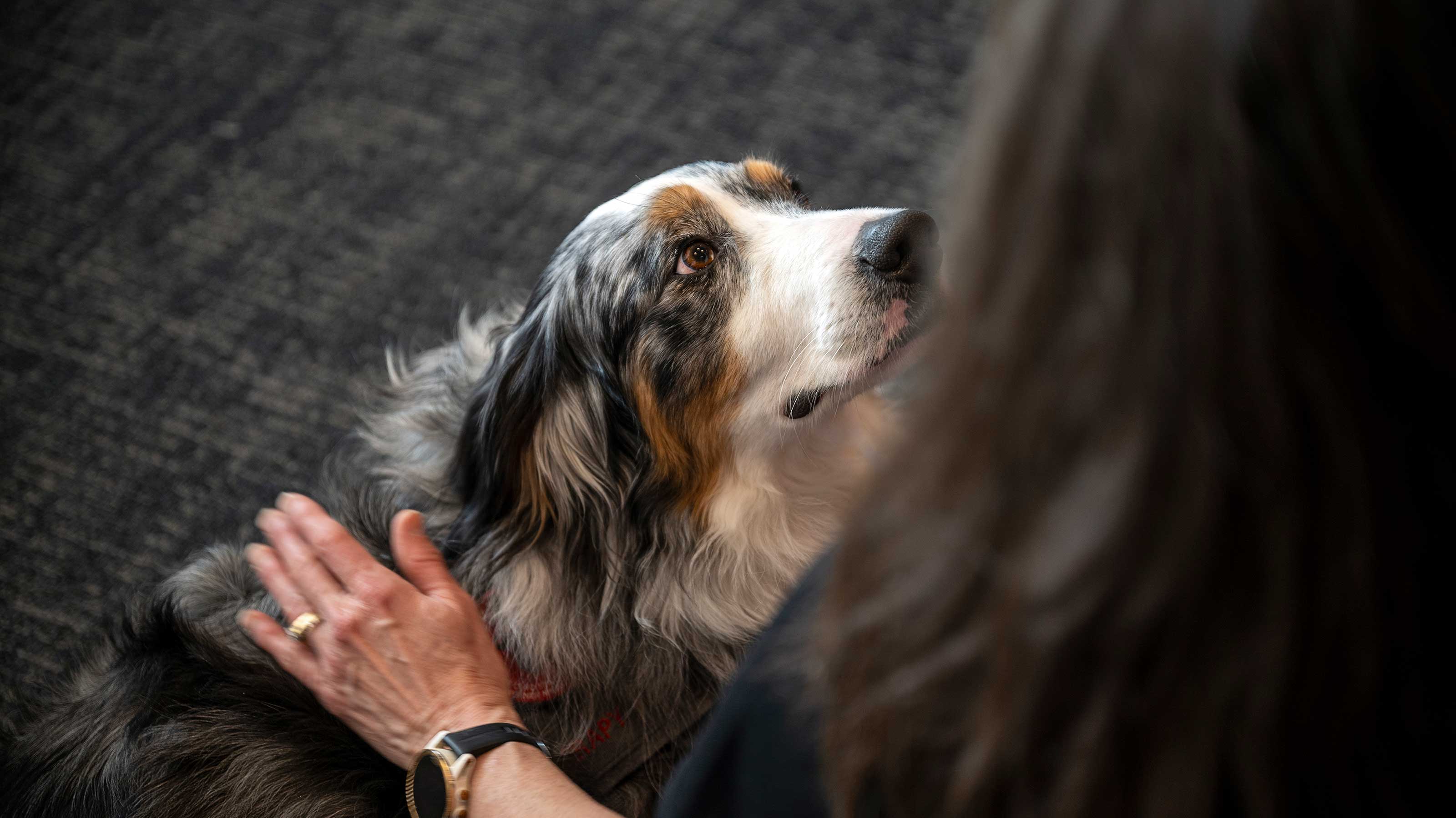 Healing touch: Therapy dogs fetch stress from health care workers