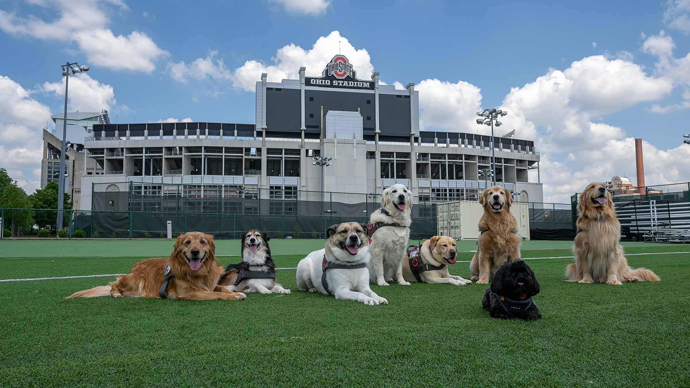 Buckeye Paws dogs in front of The Ohio State University stadium