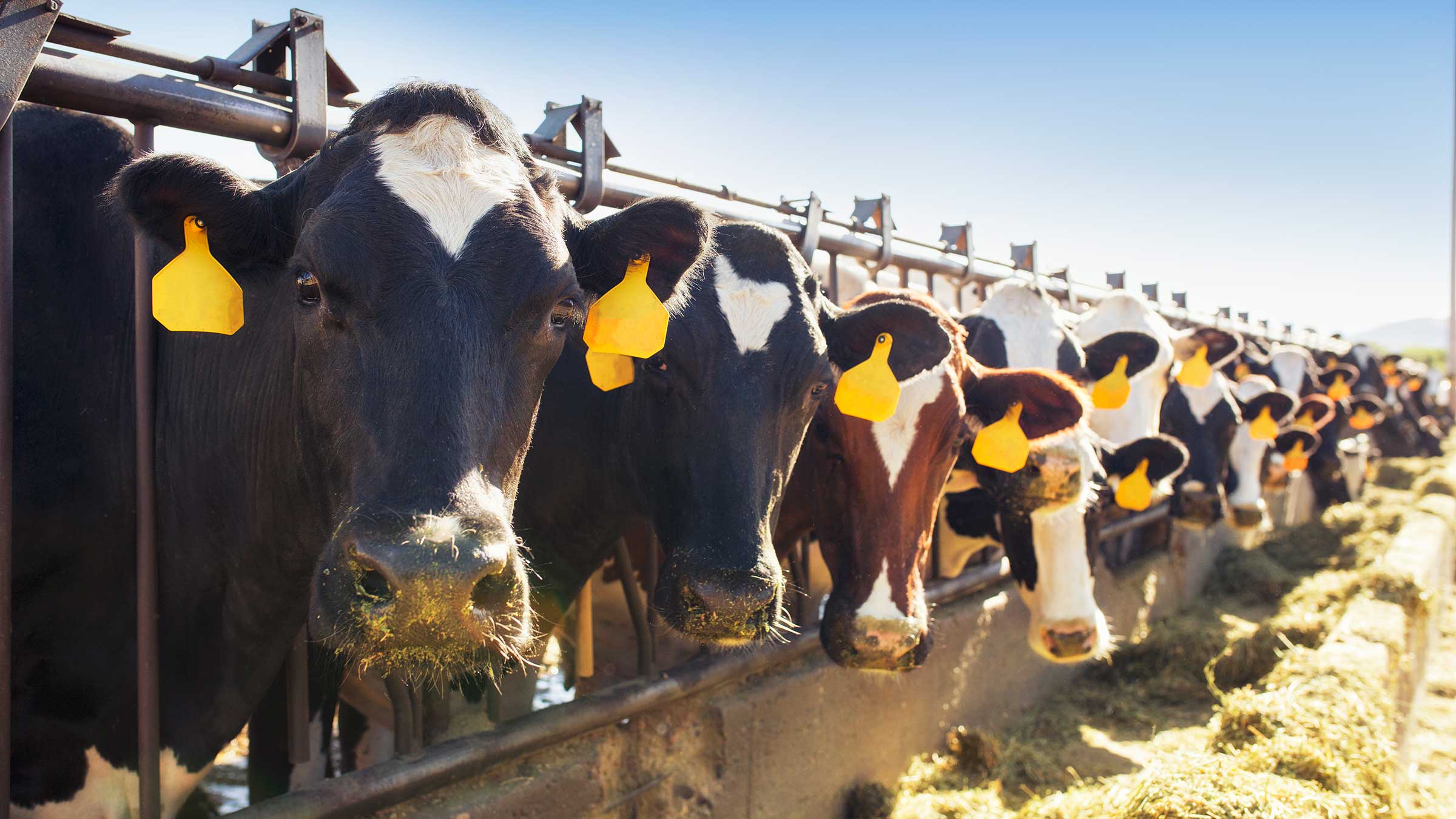 A row of cows lined up, looking at the camera