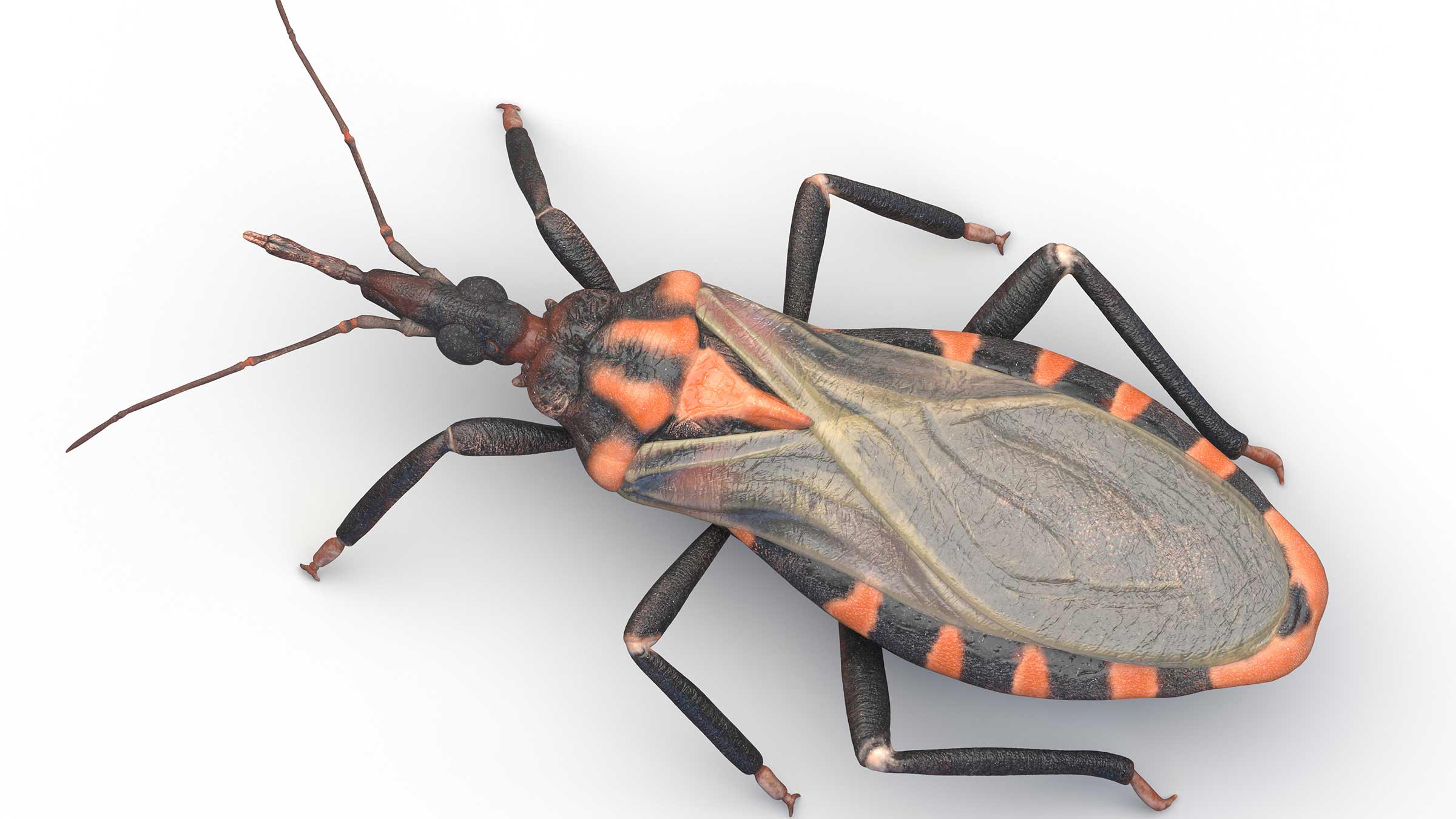What you need to know about the kissing bug and Chagas disease