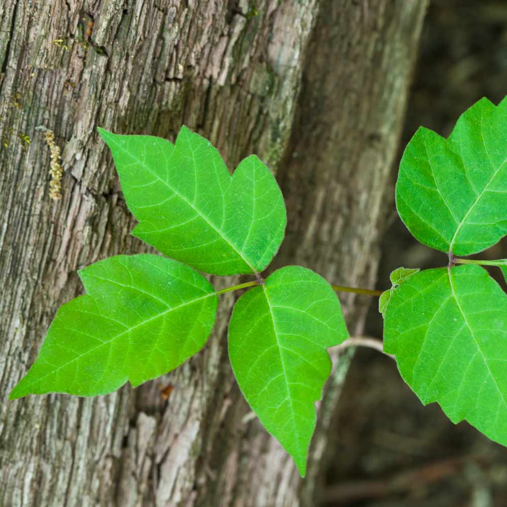 Leaves of poison ivy