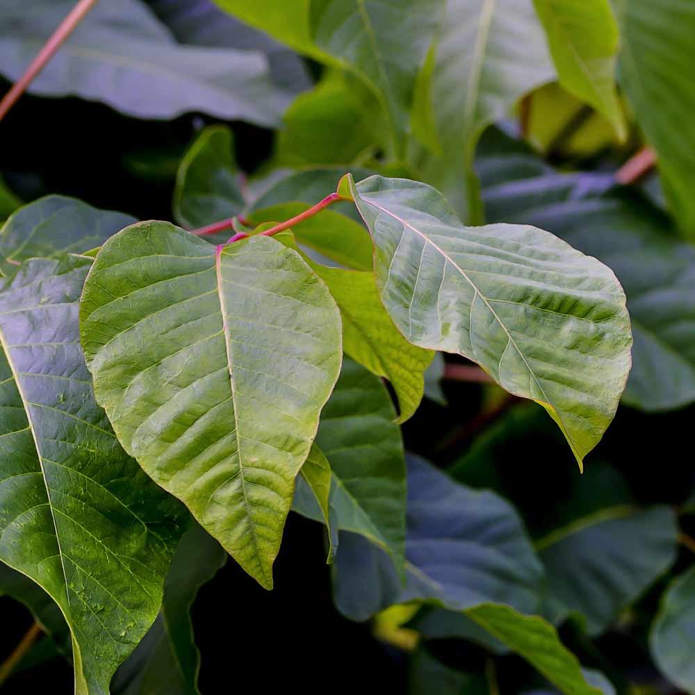 Poison sumac