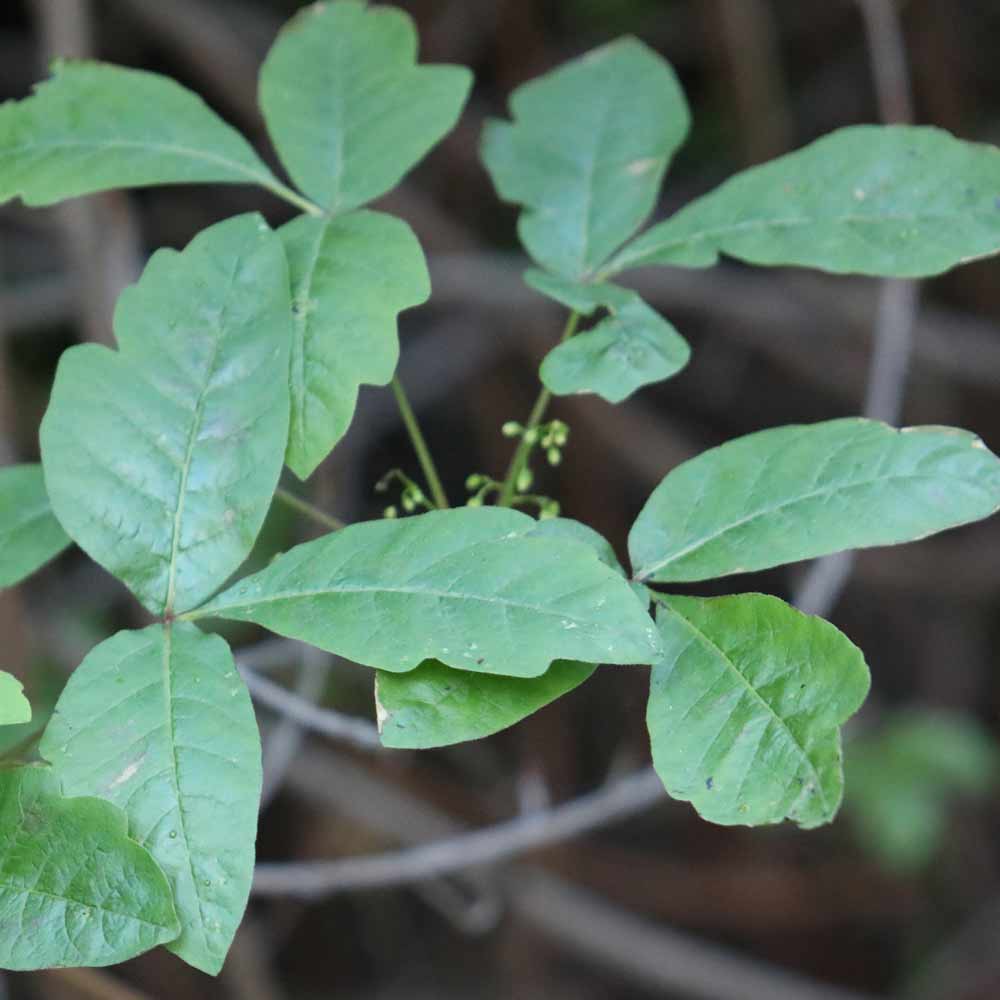 Poison oak