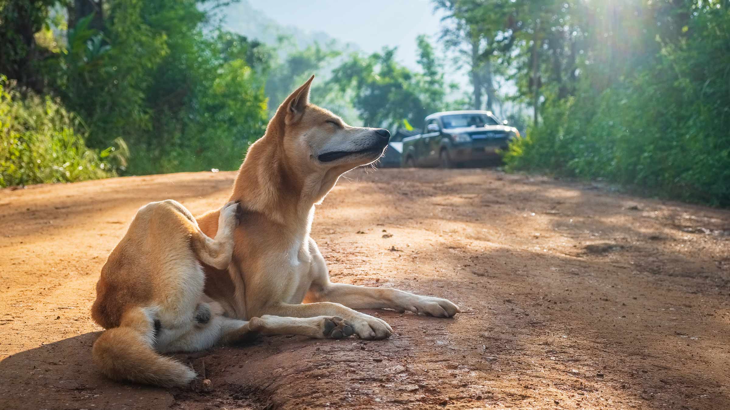A dog scratches its neck on a dirt road in a wooded area