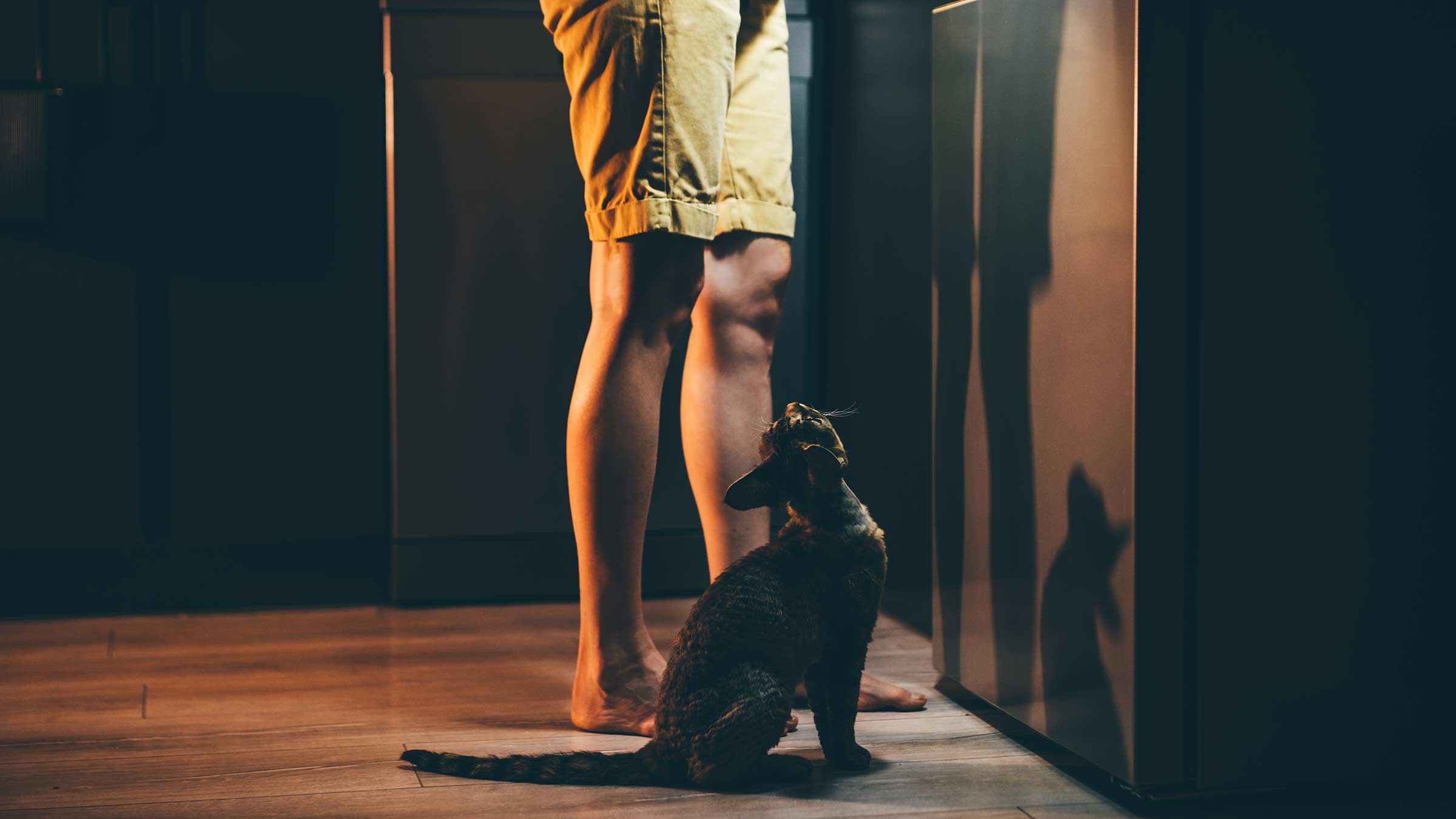 A cat looking up at their owner who is rummaging through the fridge at nighttime