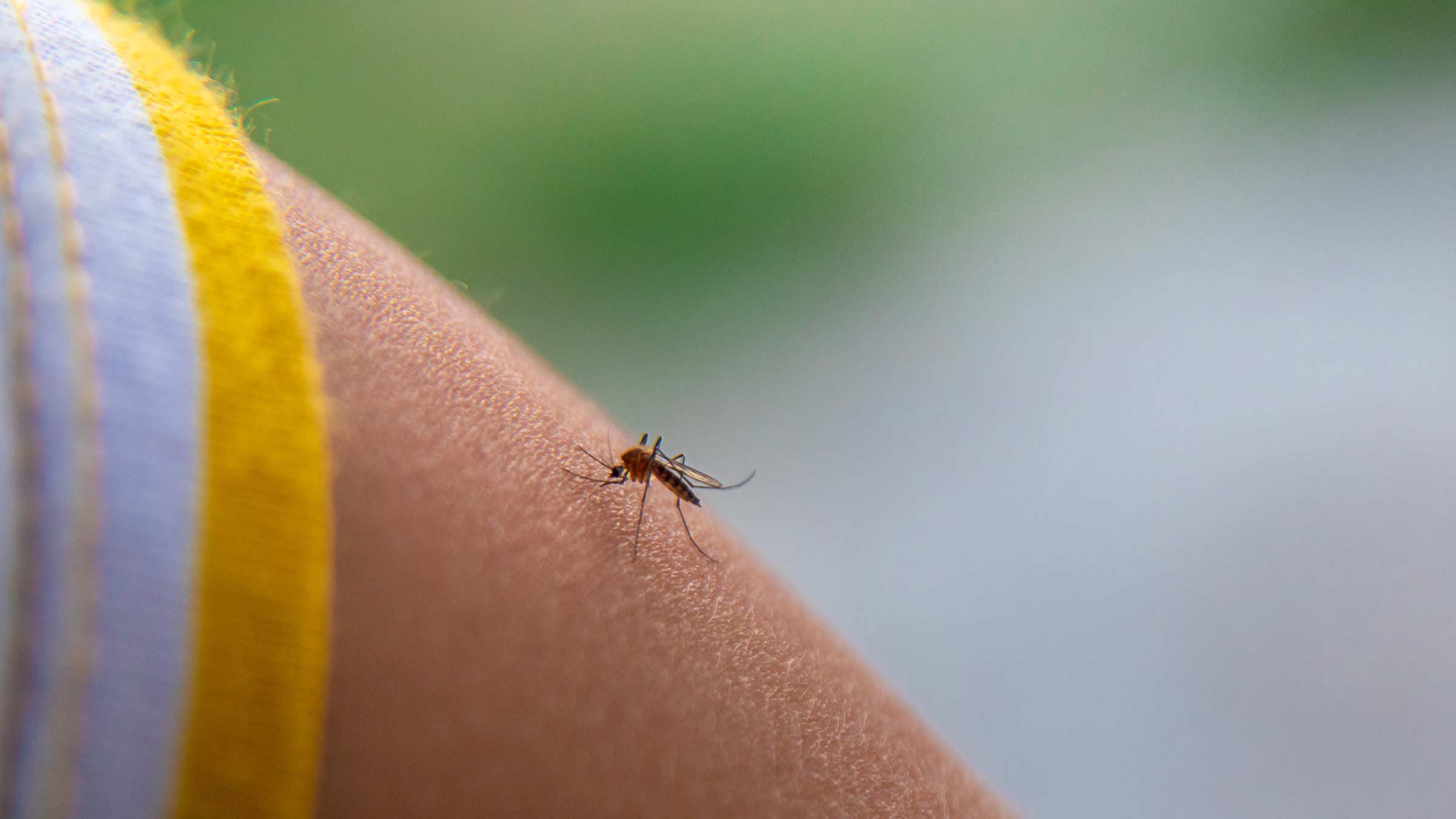 Five deadly parasites to keep on your radar