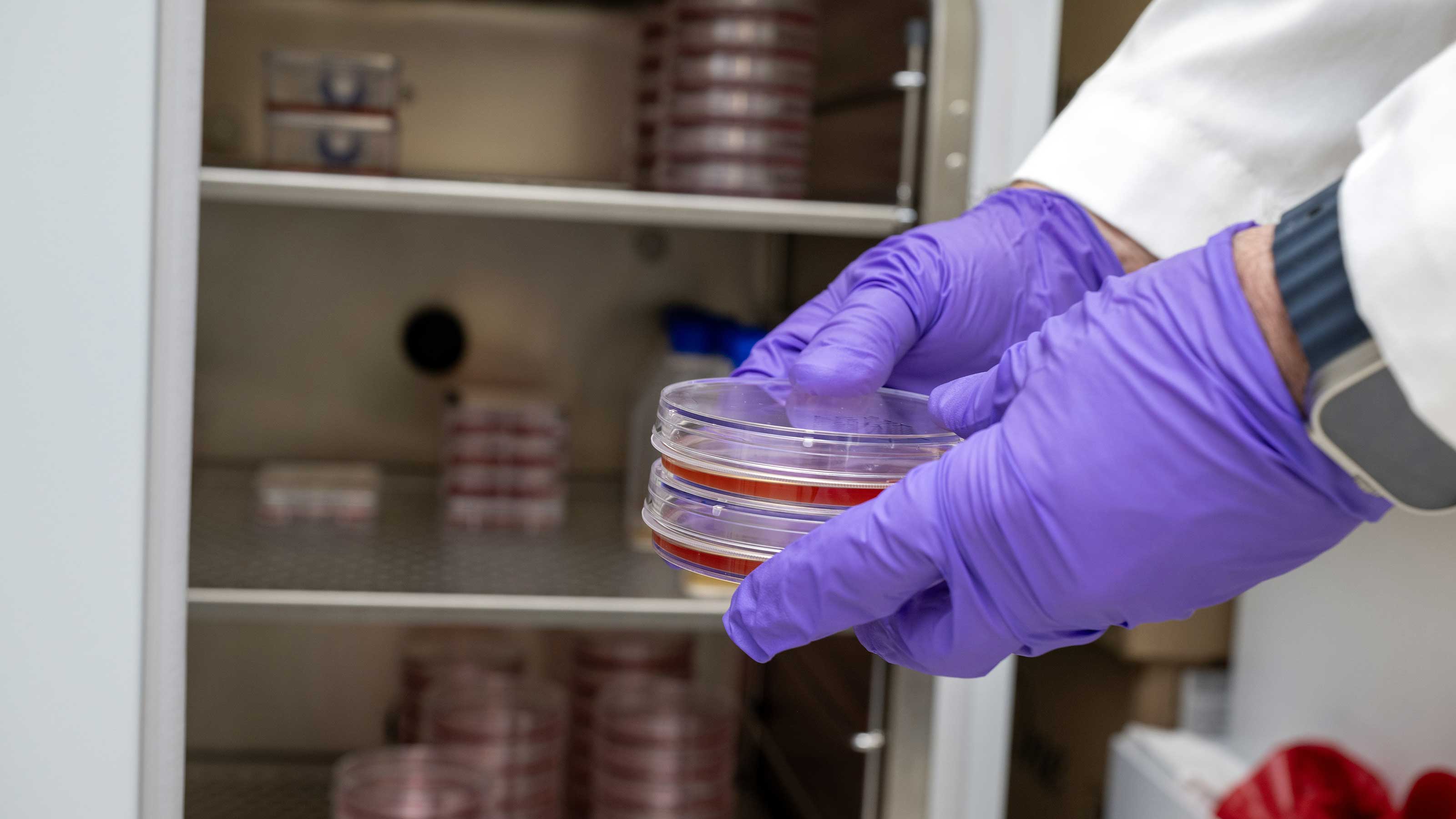 Discovering how common viruses can trigger cancer – and finding ways to stop them