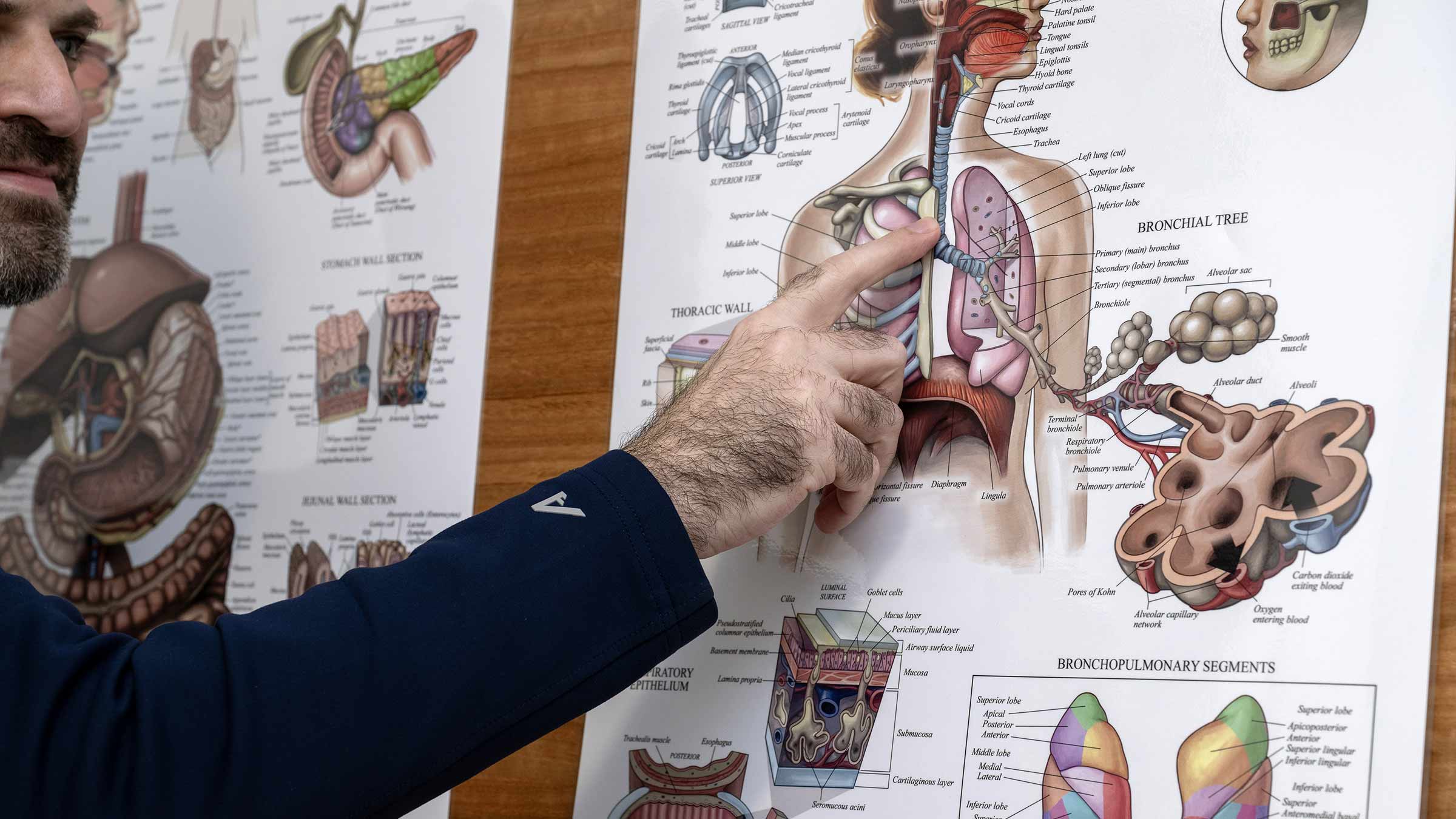 A man points to the Thymic gland on an anatomy poster