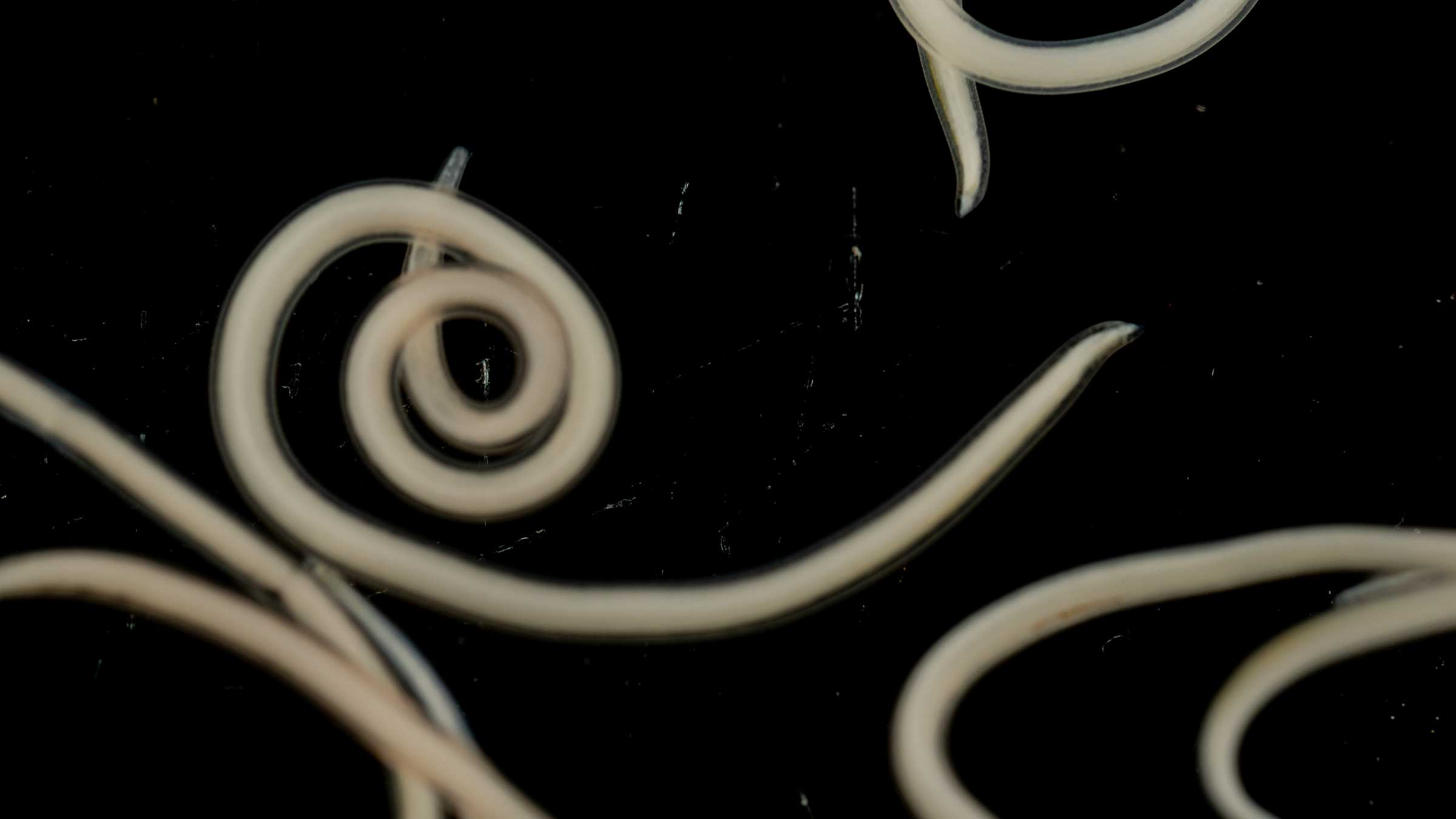Roundworm parasites