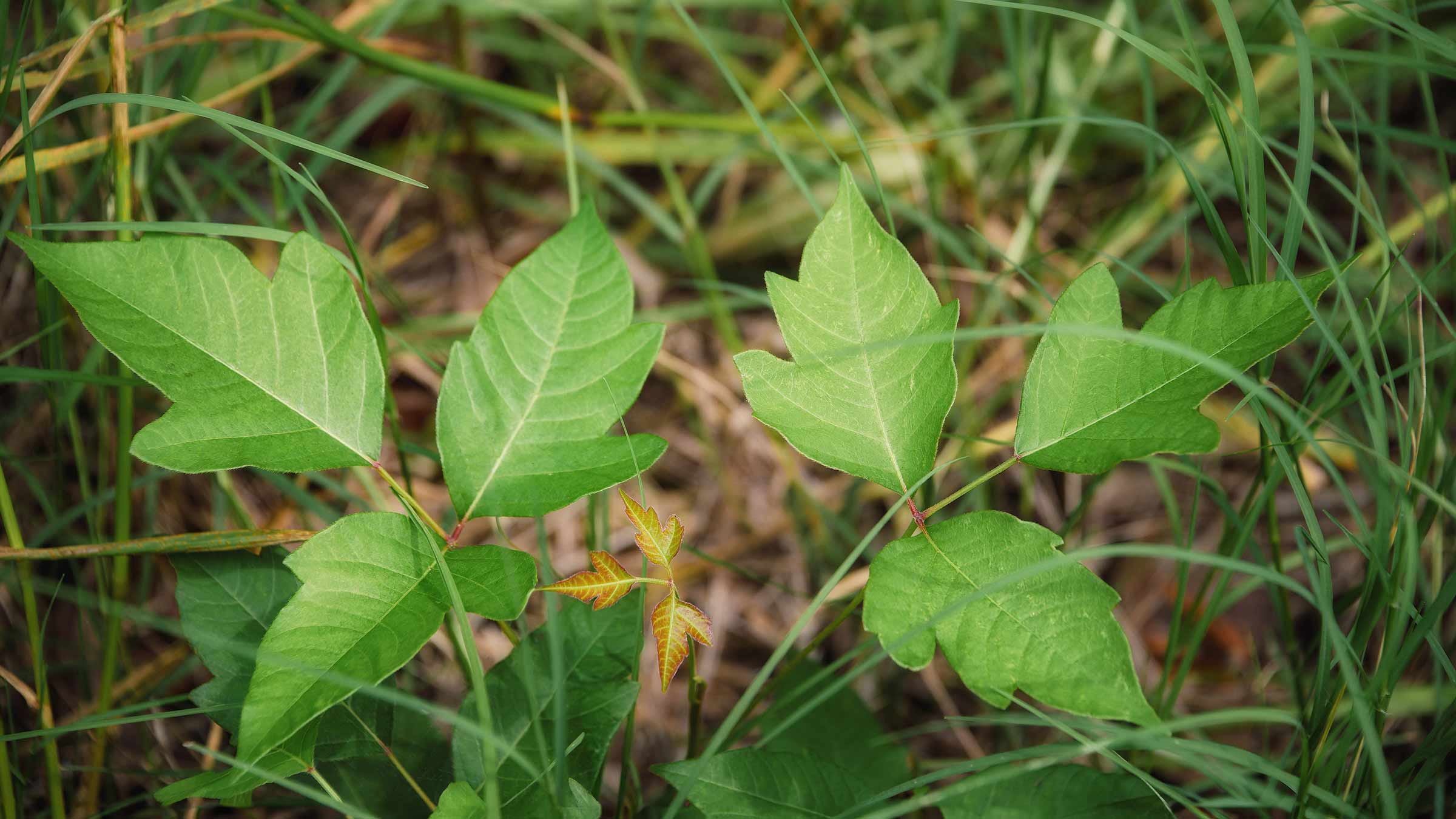 Five myths about poison ivy, and what to know if you encounter it