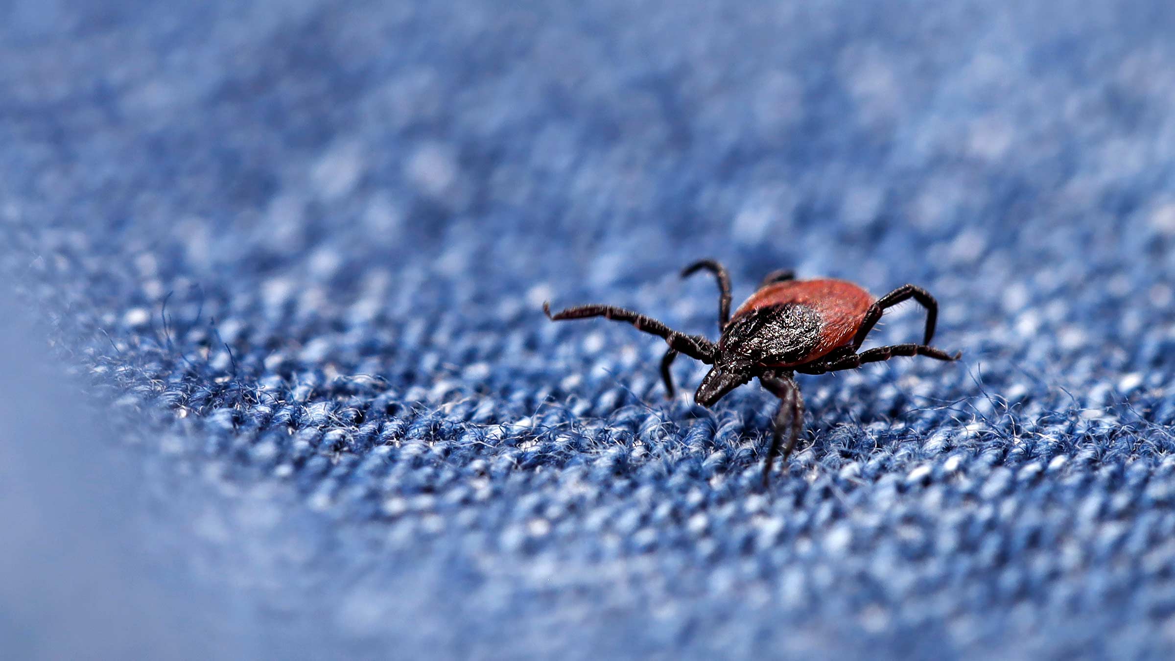 A close-up of a deer tick crawling on a pair of jeans